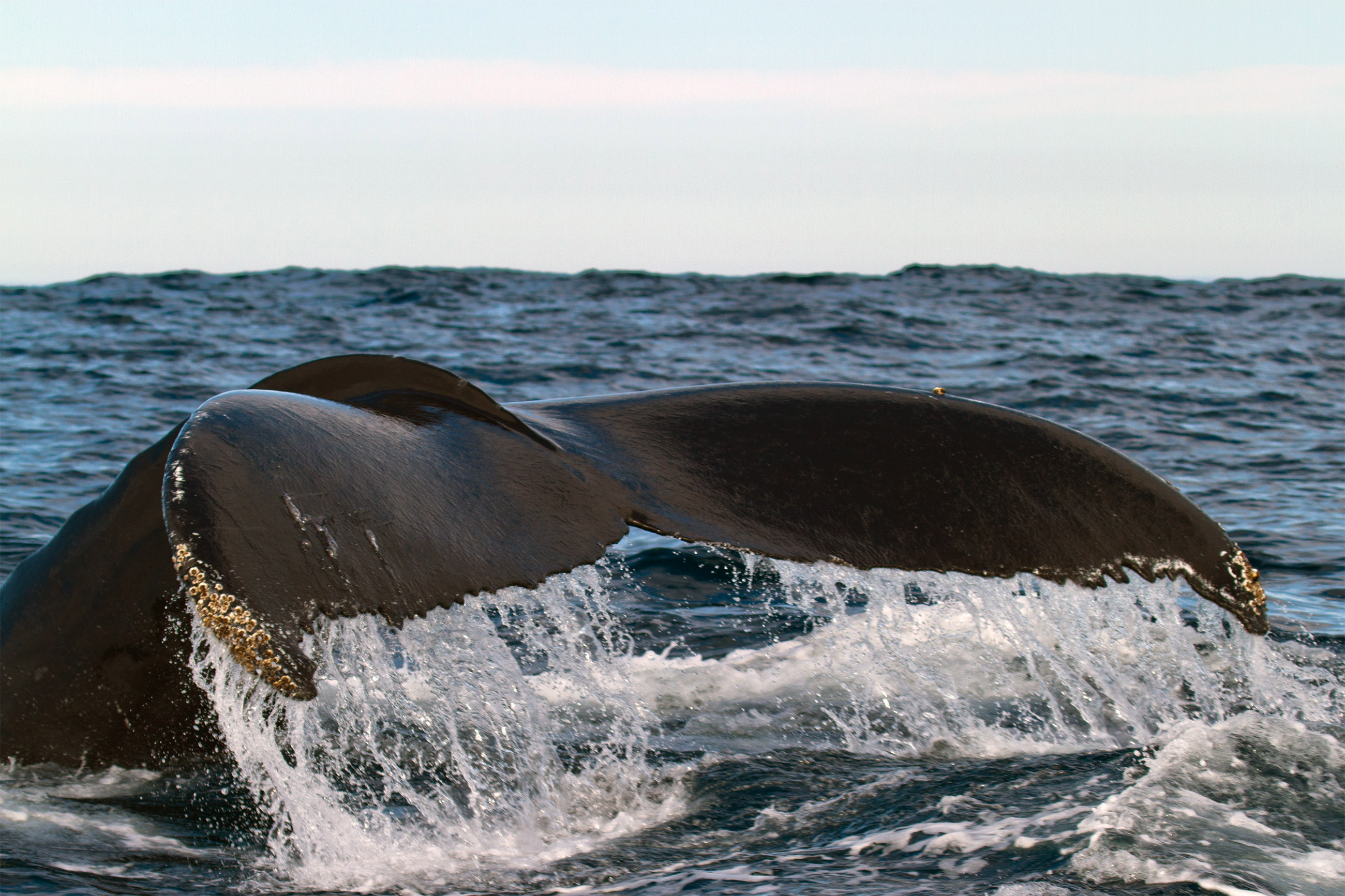 Whale tail photo