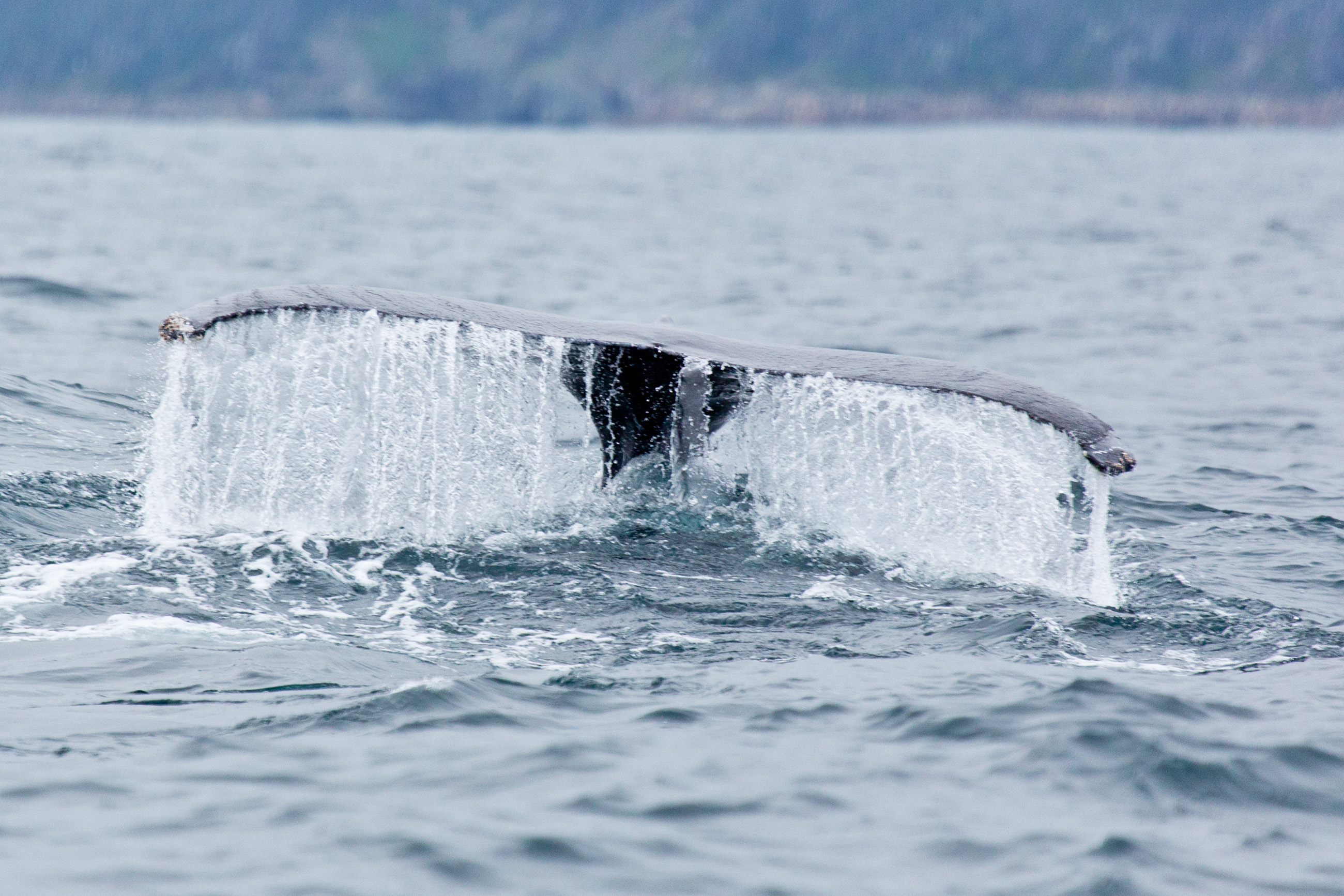 Whale, Humpback whale