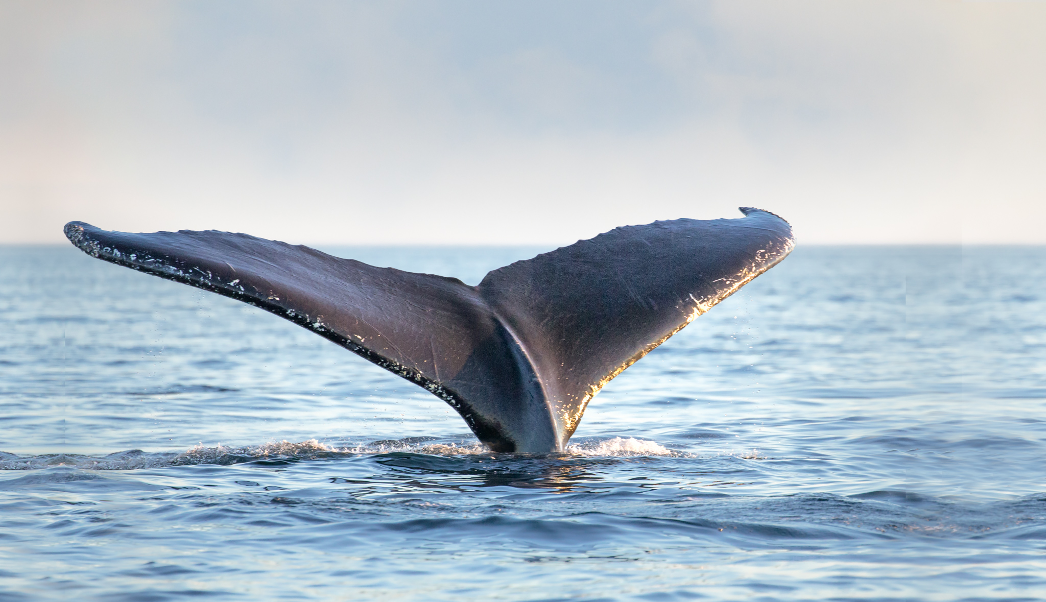 Picture of a whale's tail