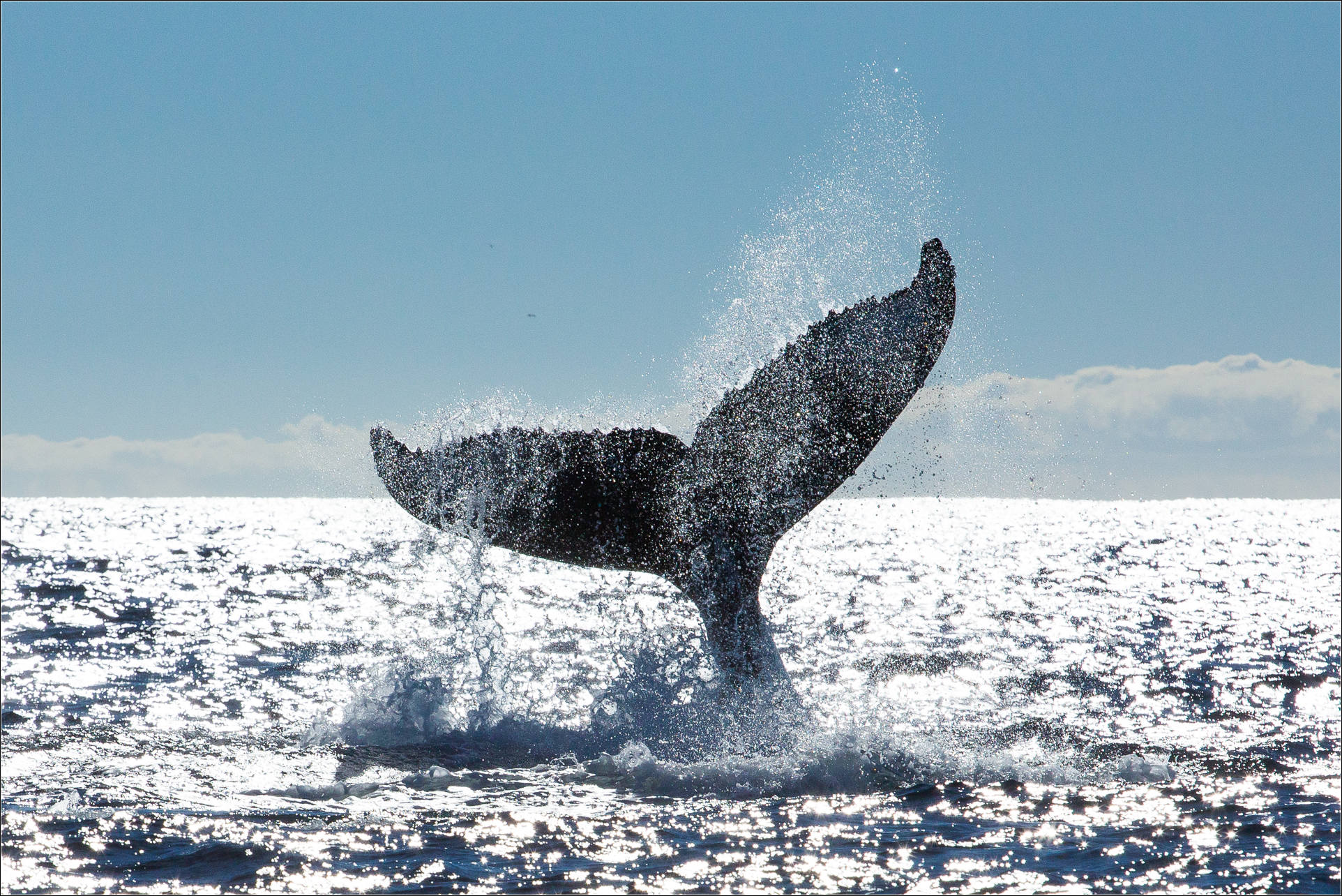 whale's tail | Christopher Martin Photography