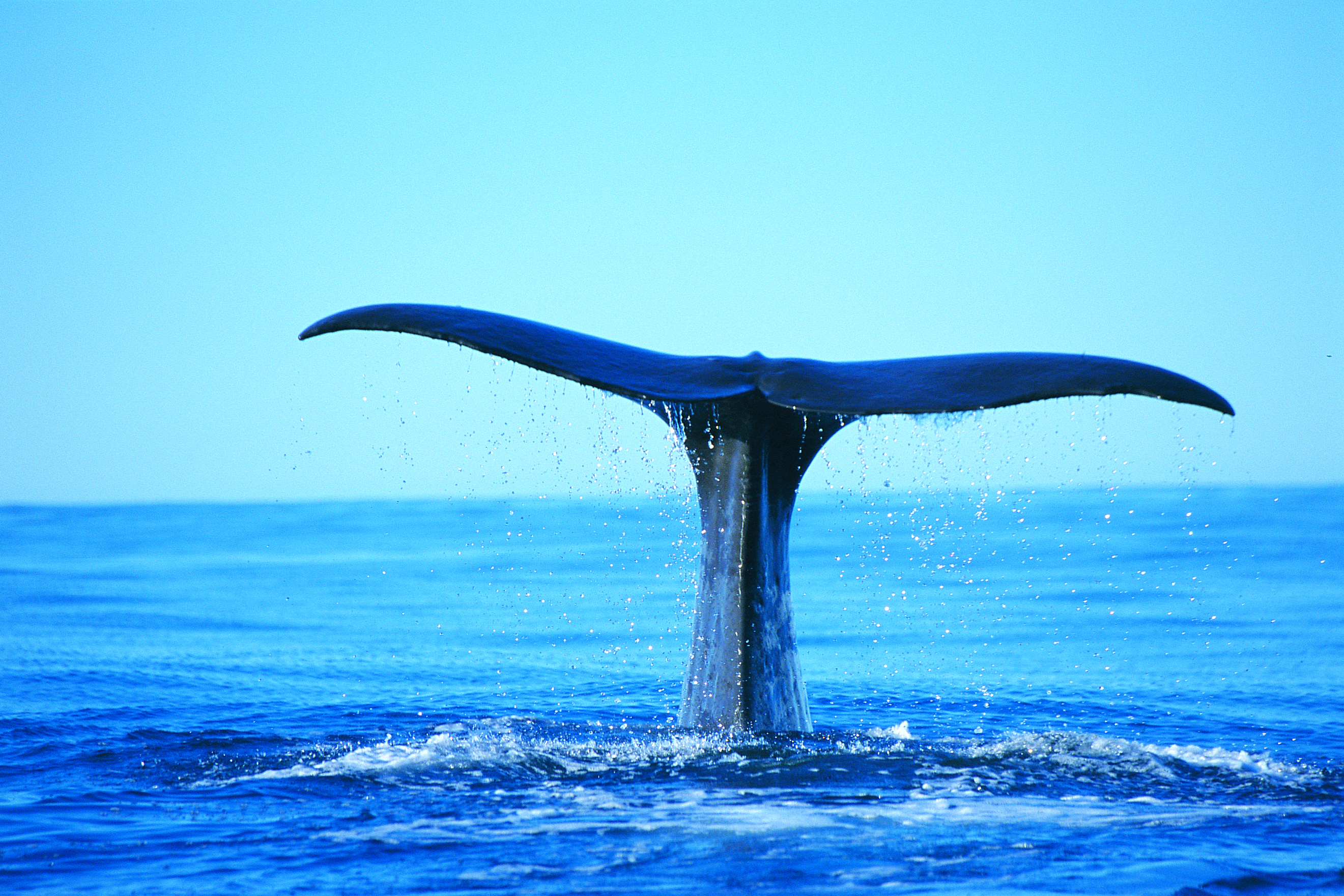 Trade Image Library | Whale Watch Kaikoura