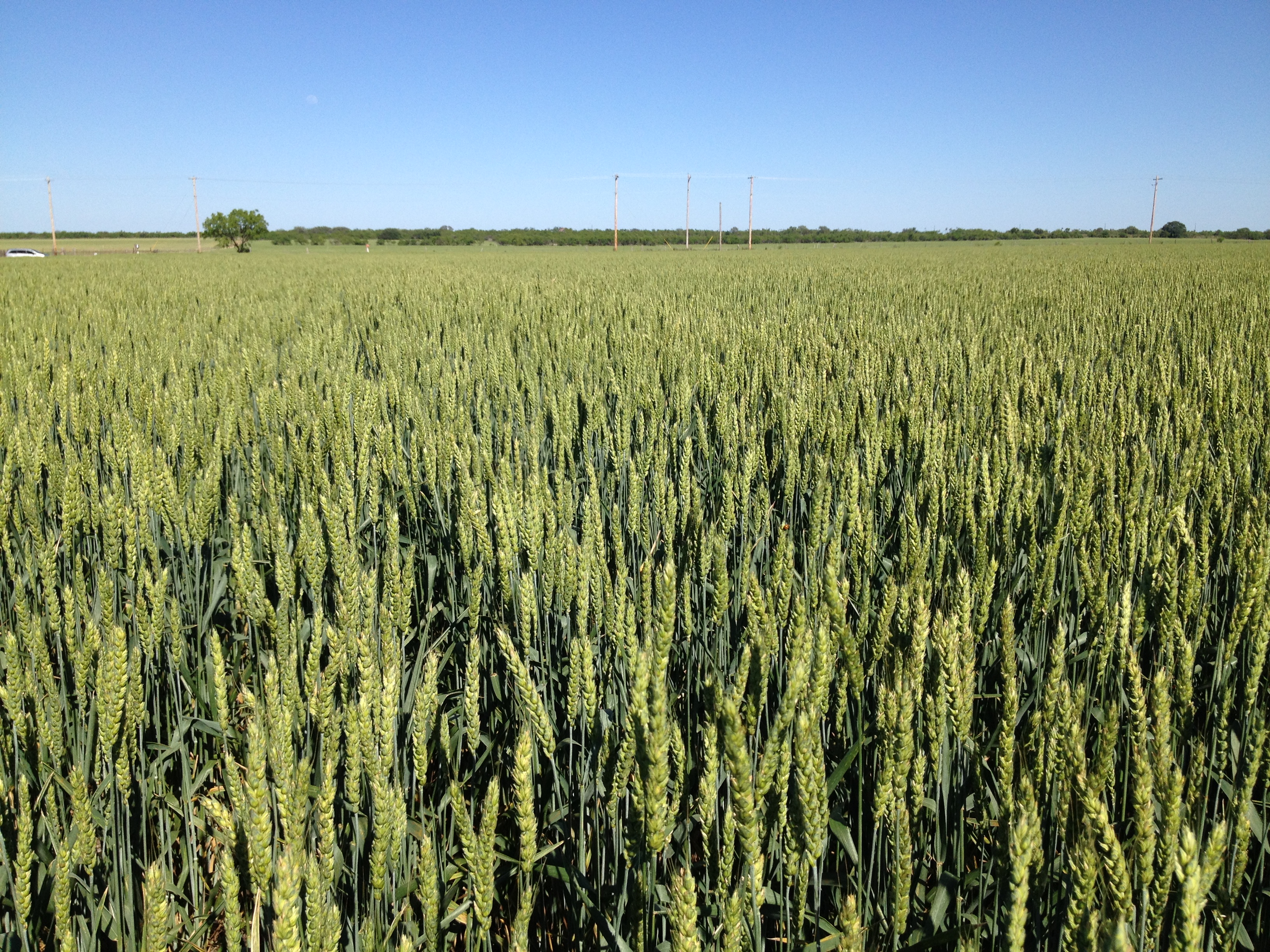 The Trap of Beardless Wheat & Forage Quality | Texas Row Crops ...