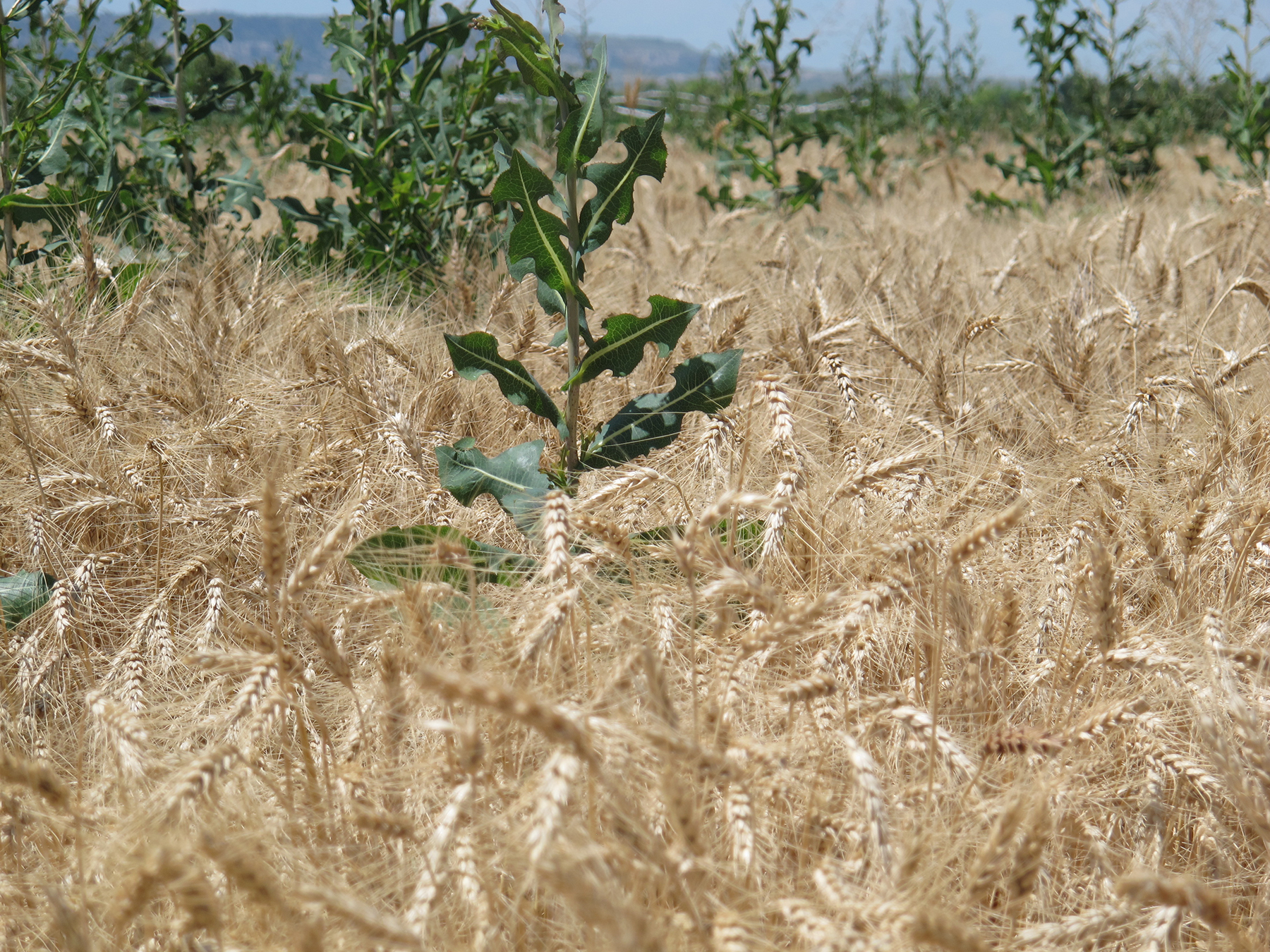 It's Not Too Late for Post-Wheat Weed Control | CropWatch ...