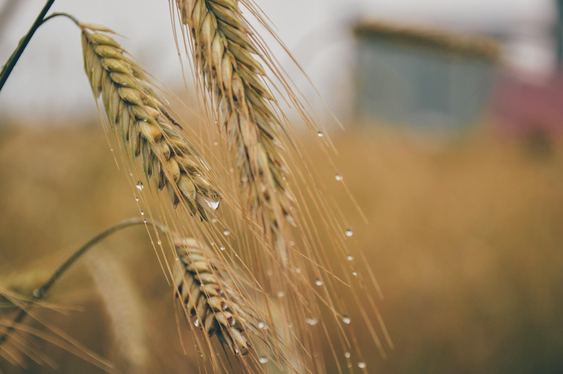 Does wheat production have a bounce in it? - Born2Invest