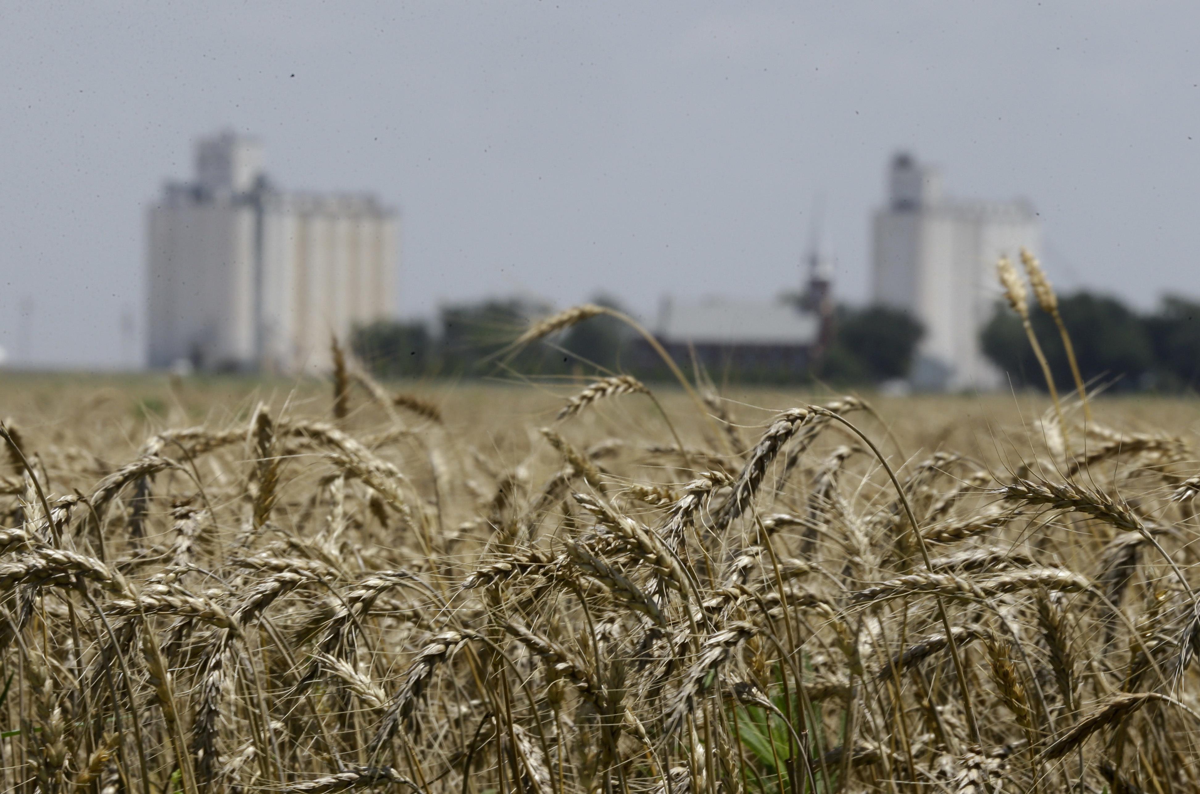 Dusty wheat fields signal peak for glut | The Spokesman-Review