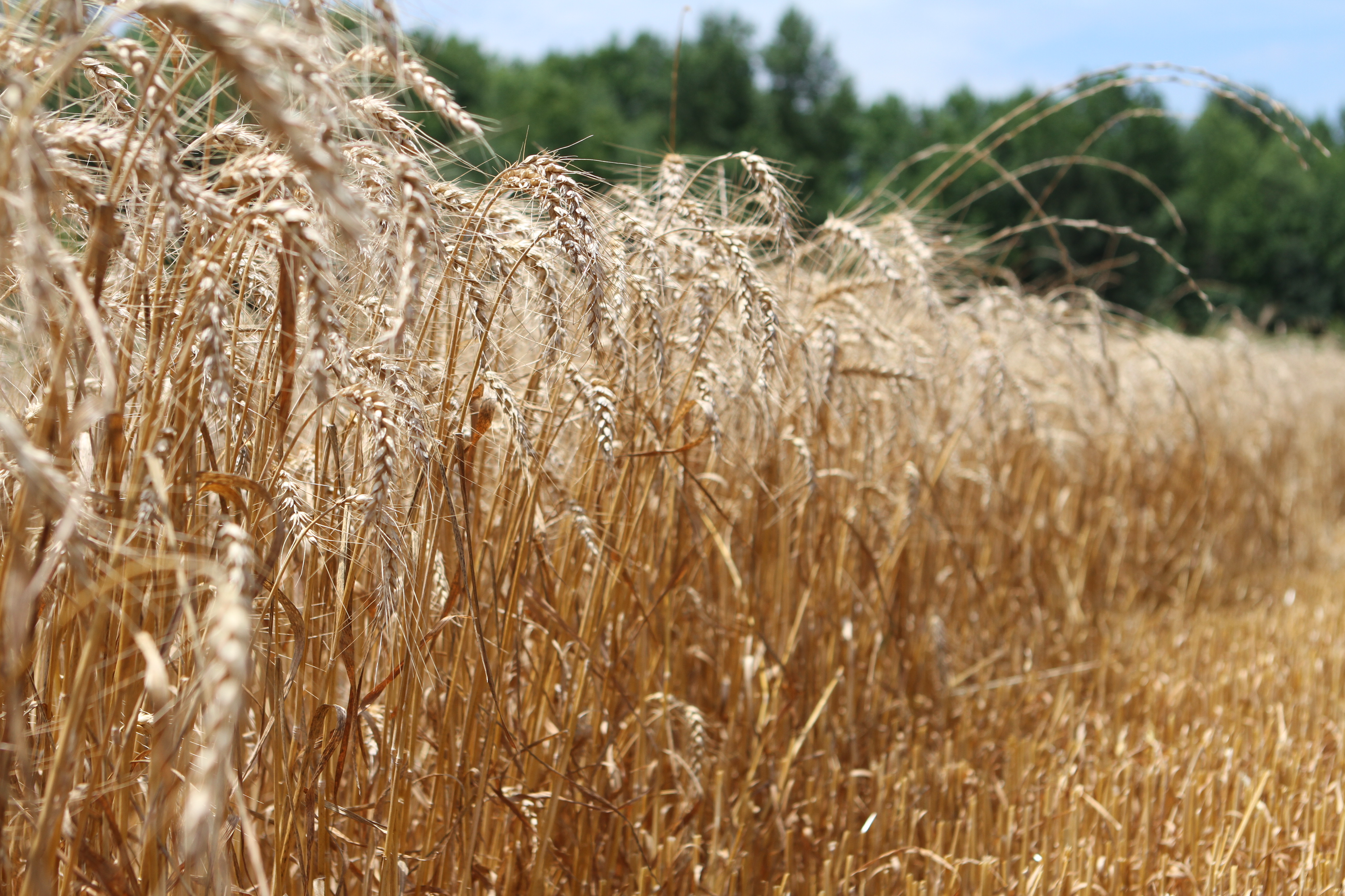 WEATHER WOES PLAGUE WINTER WHEAT PLANTING | Alabama Farmers ...