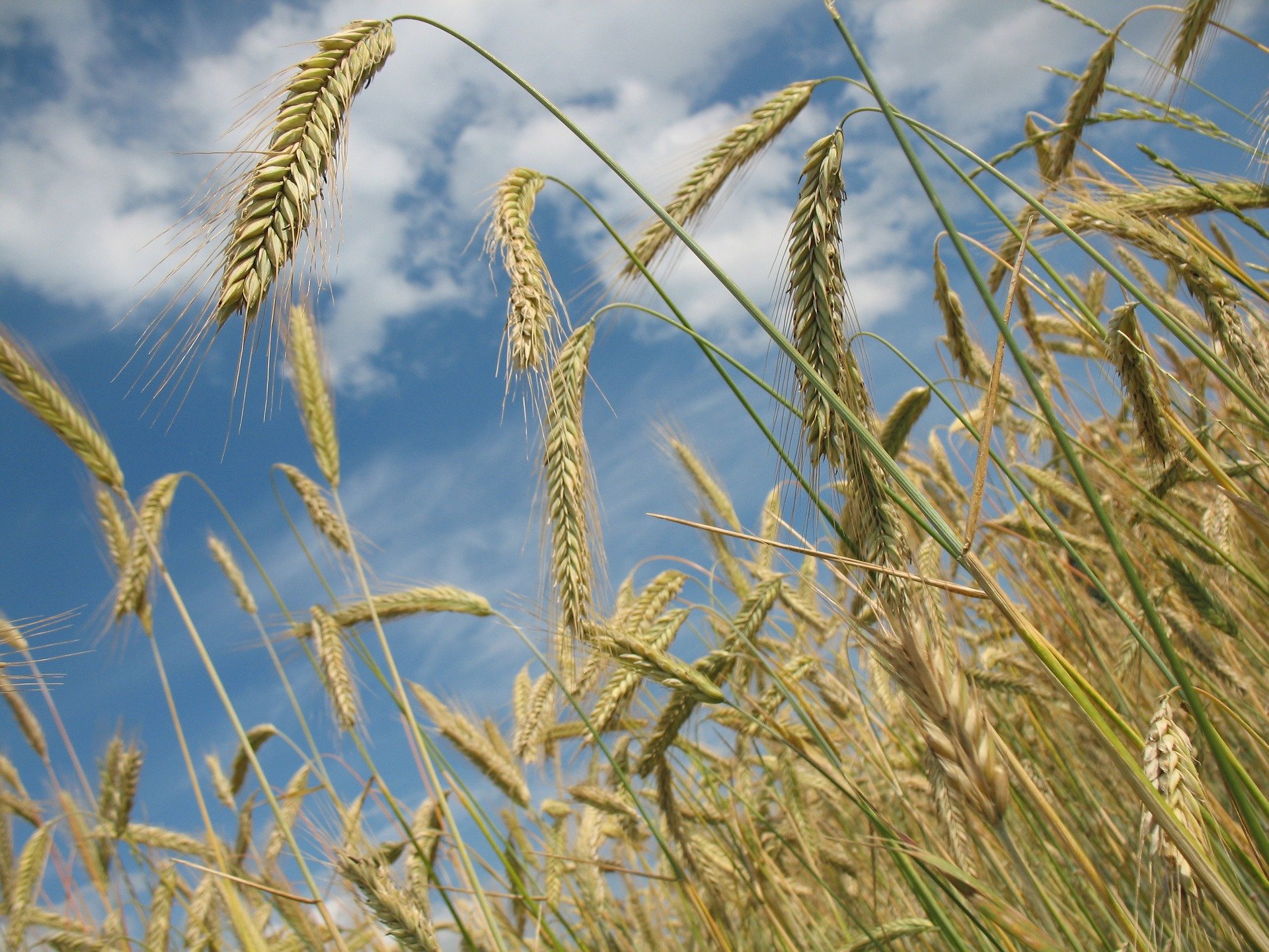 Sowing wheat earlier can help increase yields in India