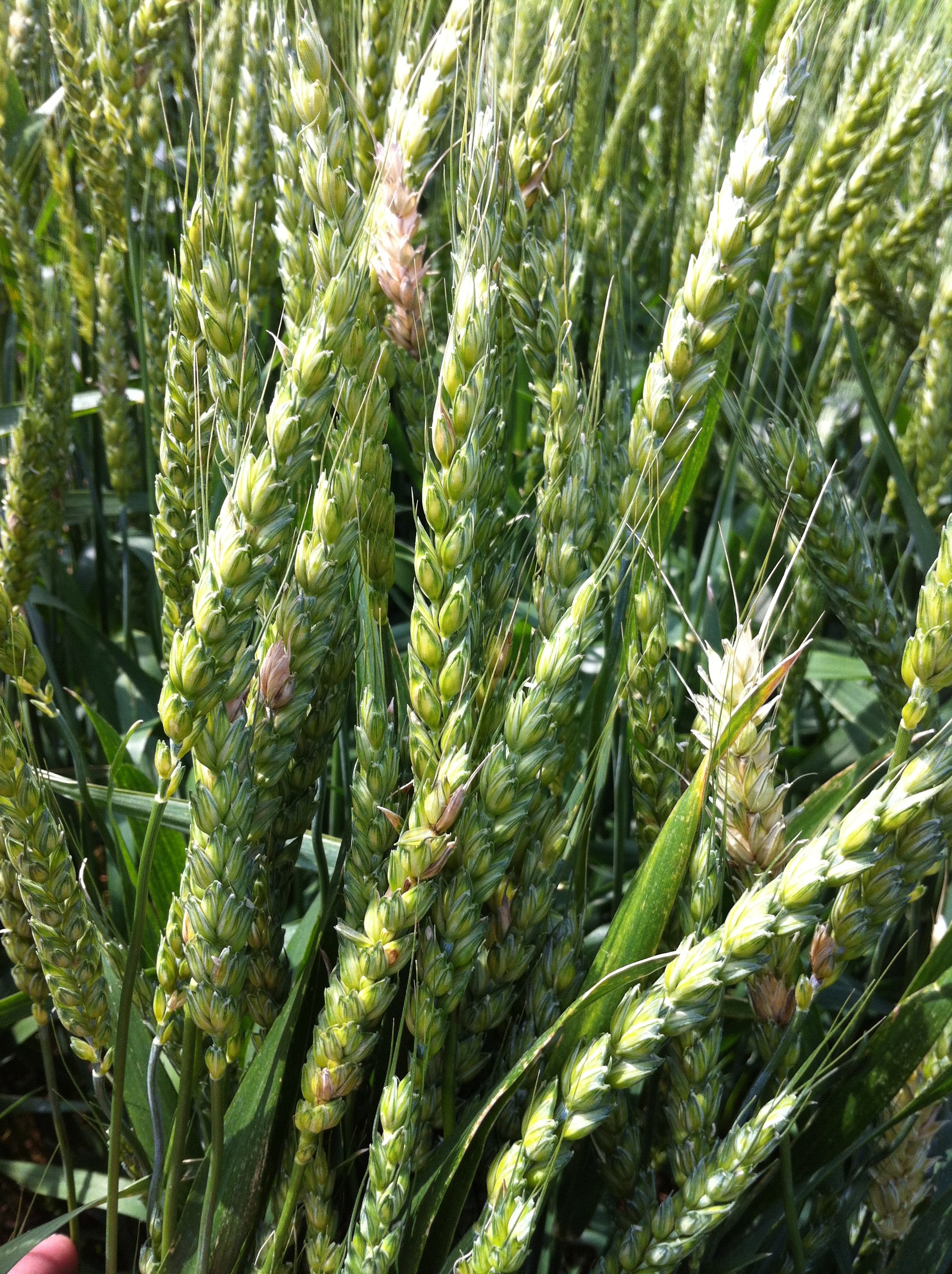 Wheat – Louisiana Crops