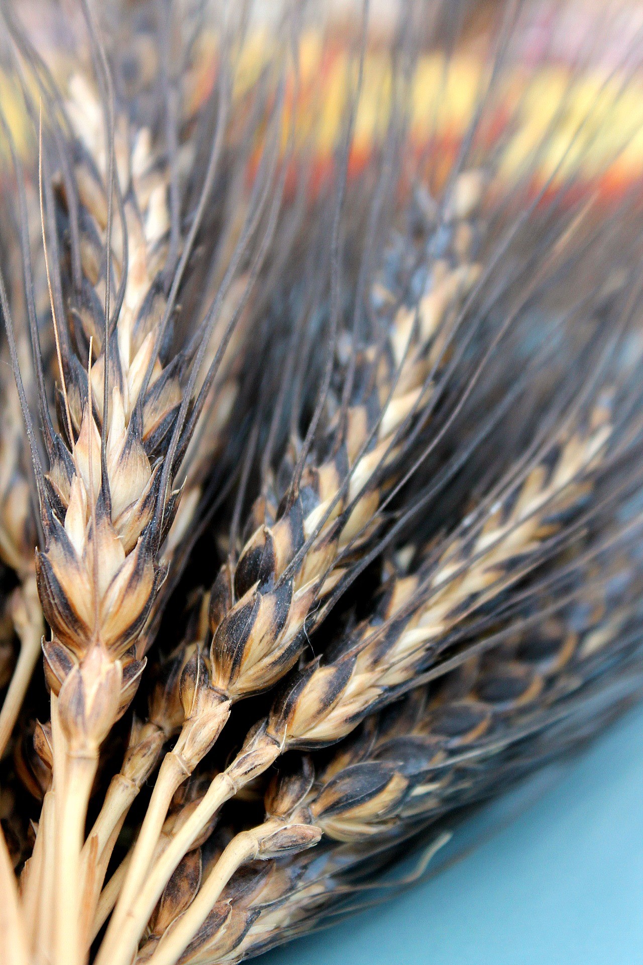 Uprising Organic Seeds Wheat 'Black Eagle' - Grains