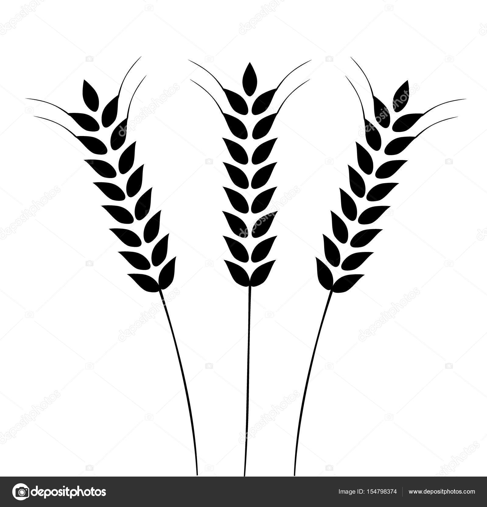 Wheat Plant Drawing at GetDrawings.com | Free for personal use Wheat ...