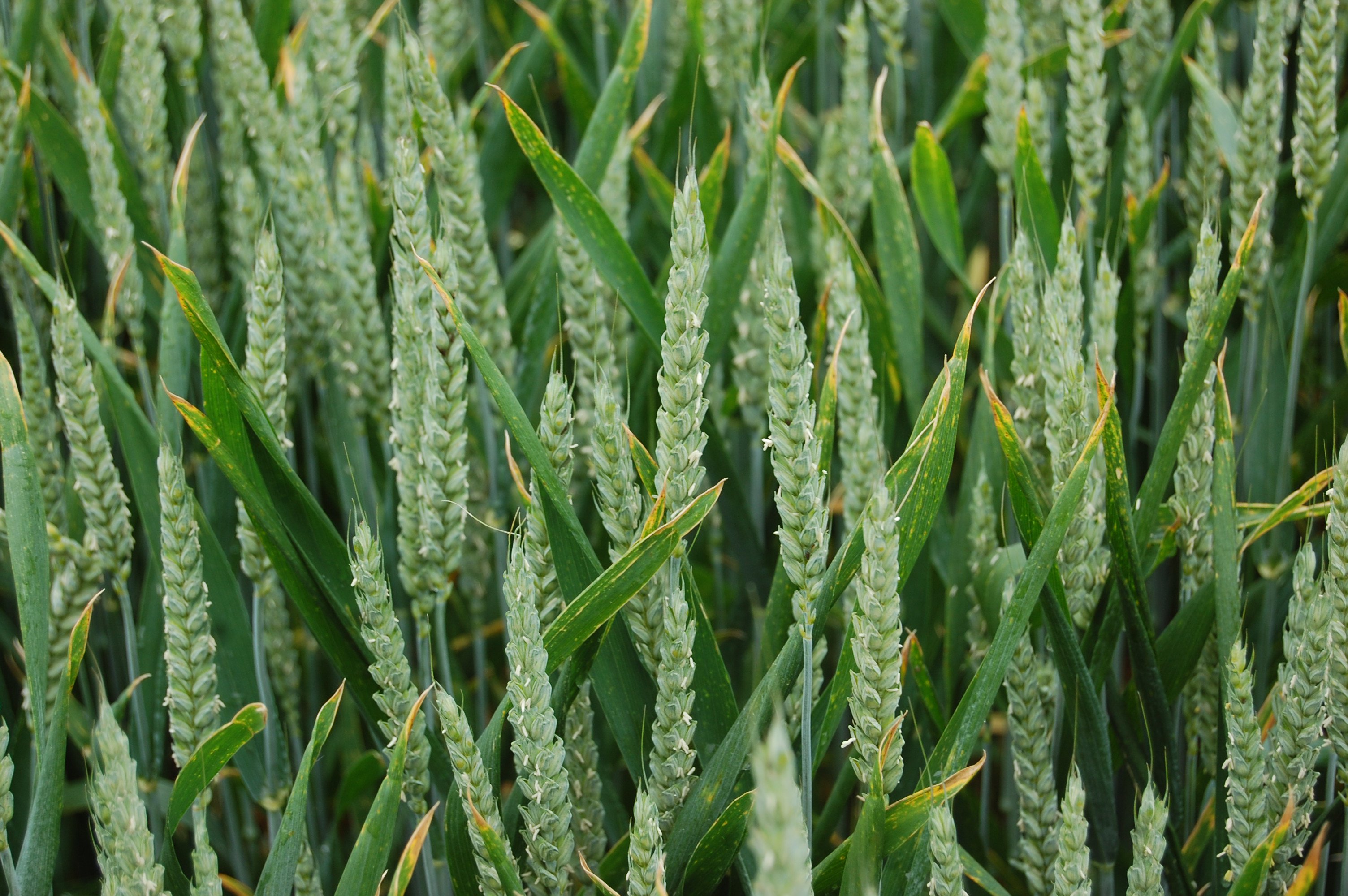 winter-wheat1.jpg
