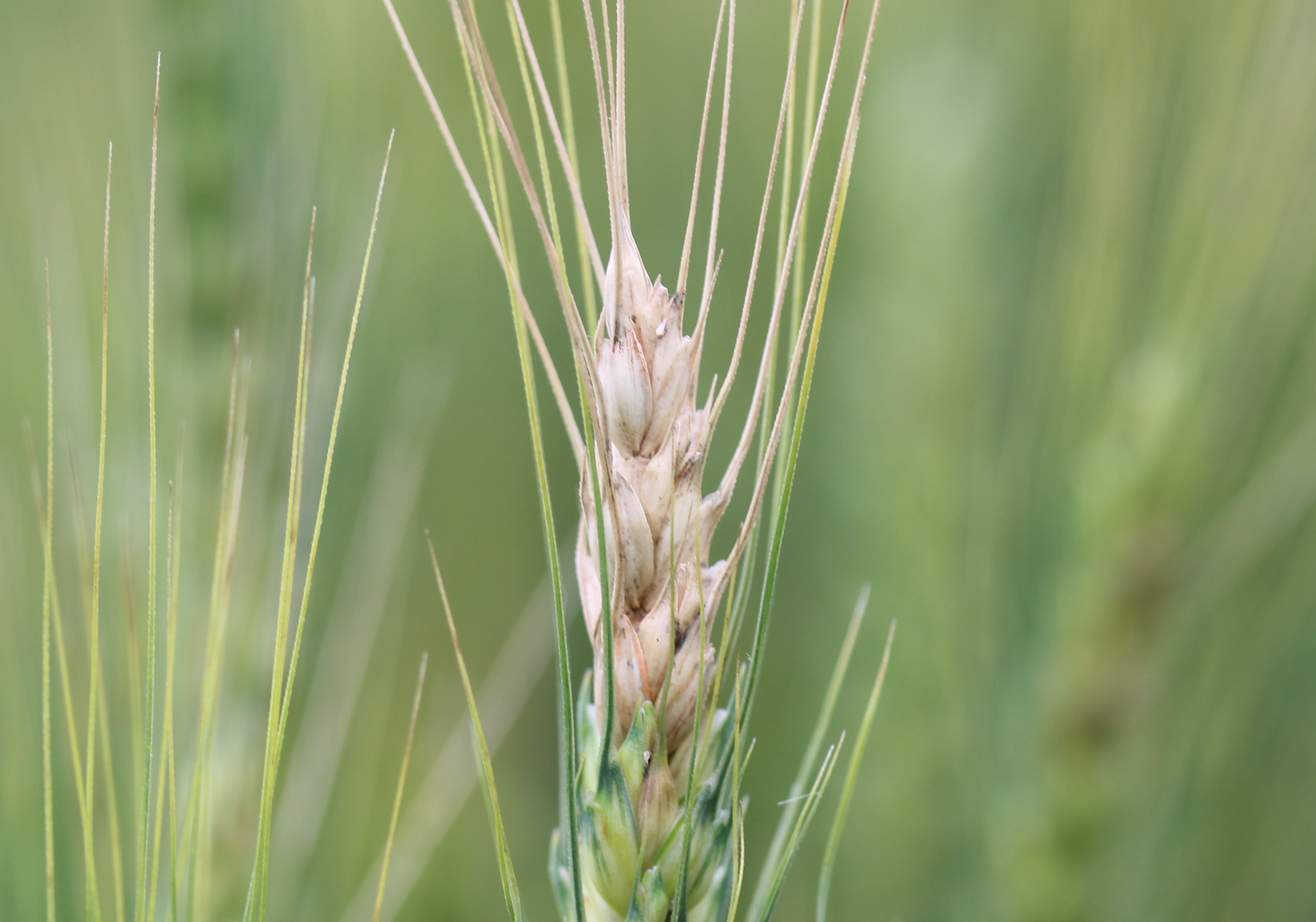 Fusarium Head Blight or Scab of Wheat (and Other Head Diseases of ...
