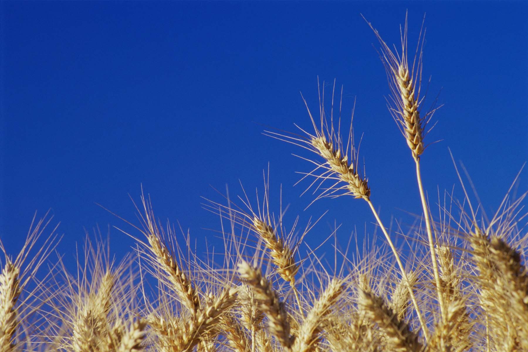 Is American wheat different than European wheat? | HowStuffWorks