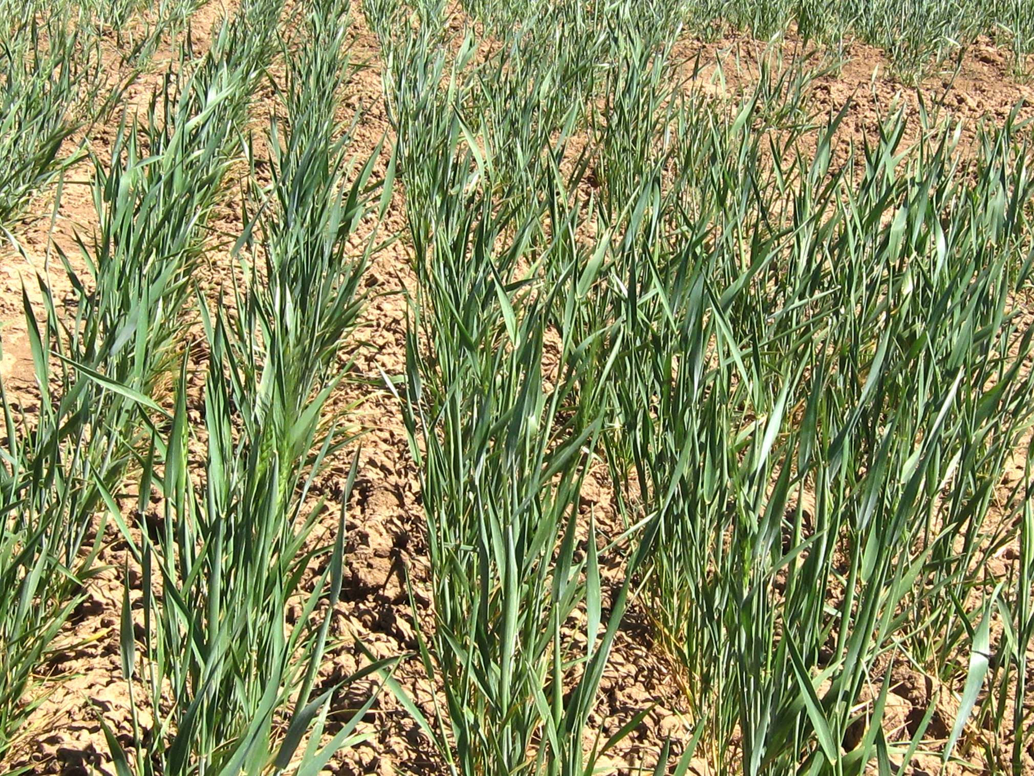 Wheat producers advised to take advantage of existing soil nitrogen ...