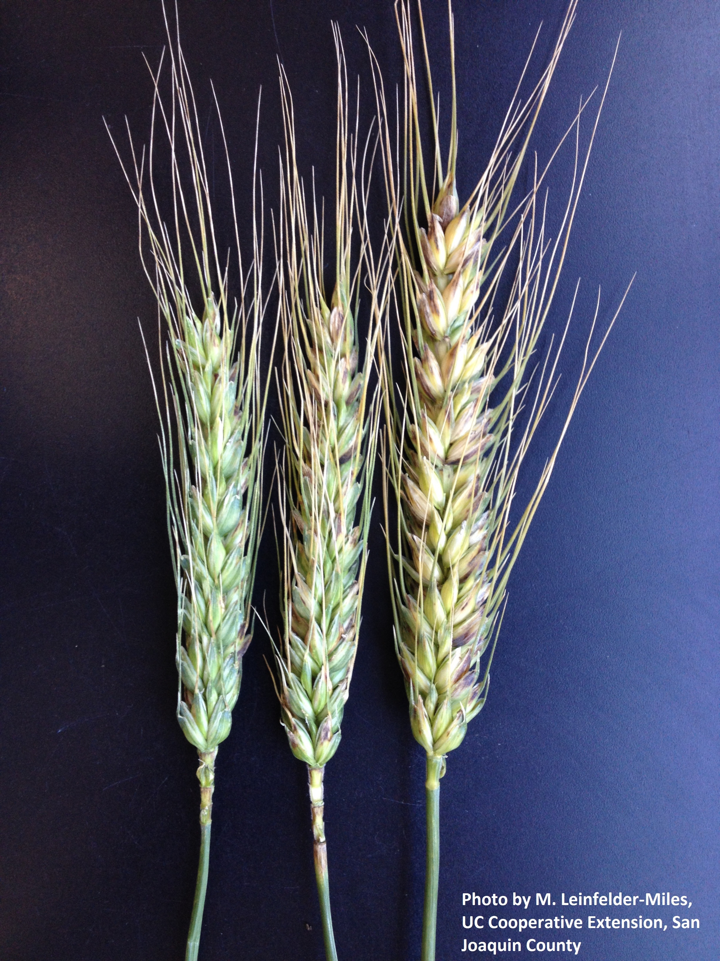 Septoria Leaf Blotch of Wheat - SJC and Delta Field Crops - ANR Blogs