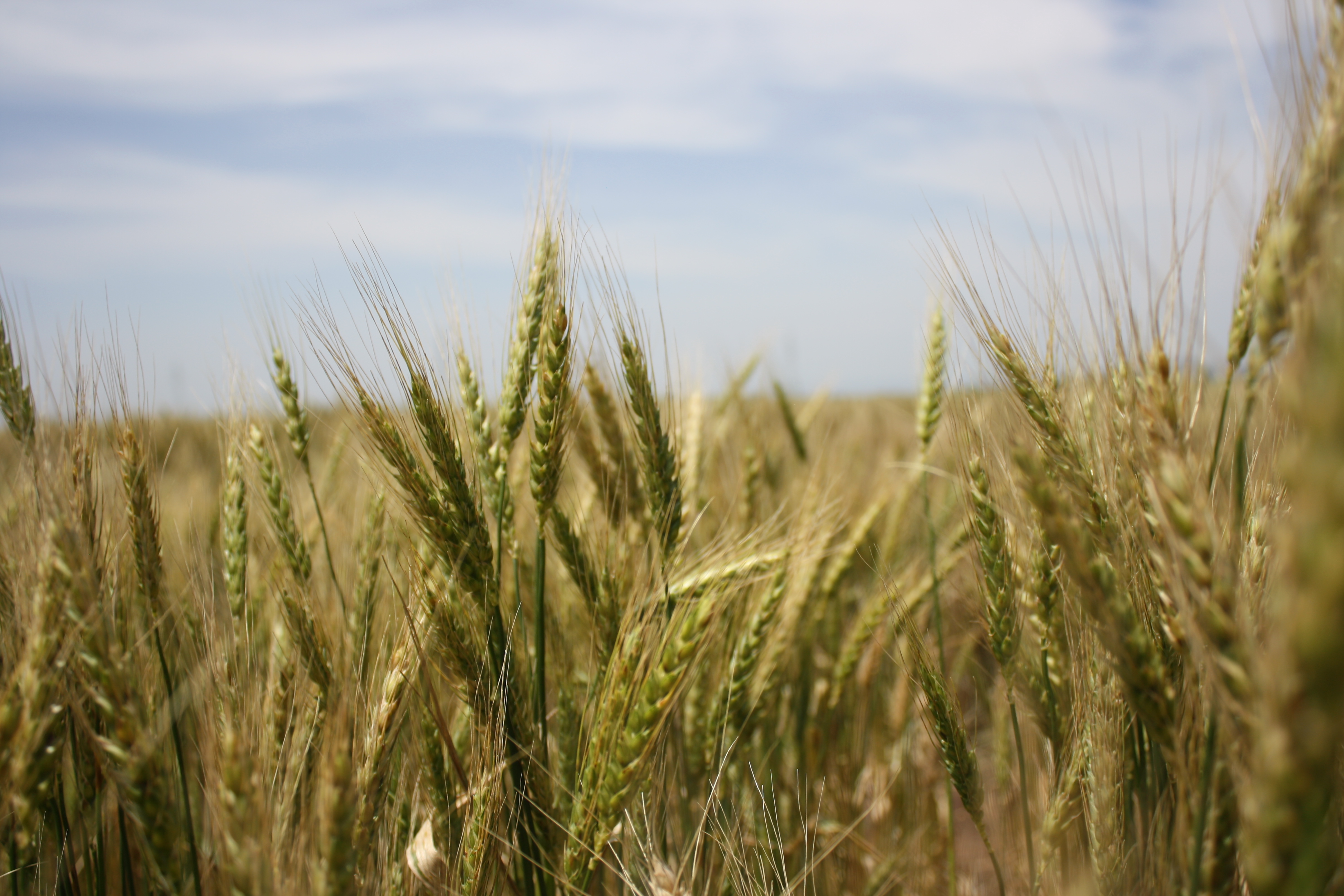 IRIN | The state of African wheat research
