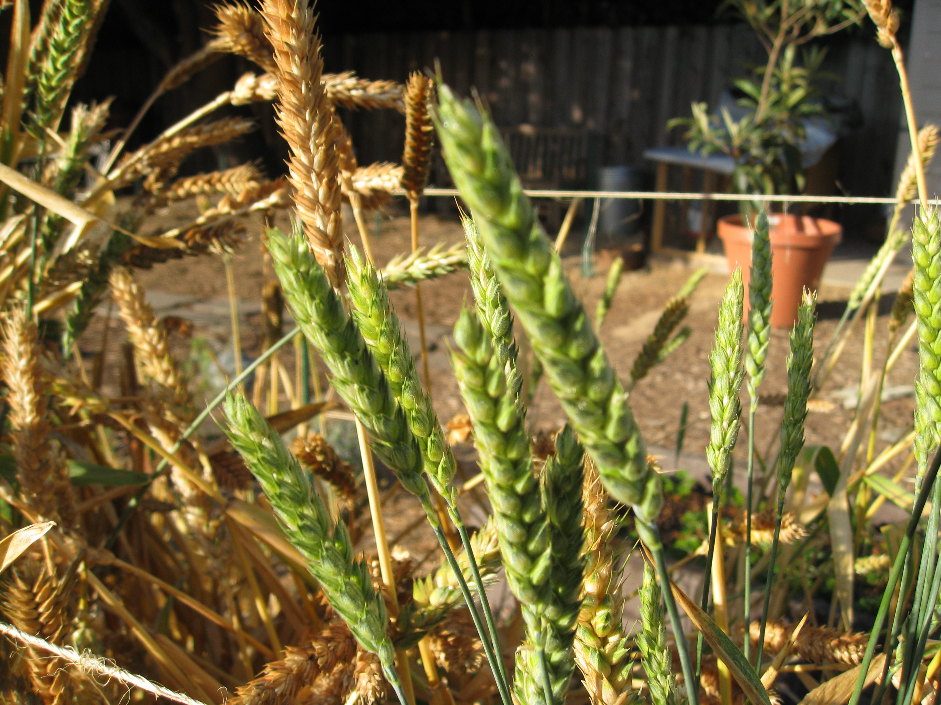 Harvesting Wheat - Gardenerd