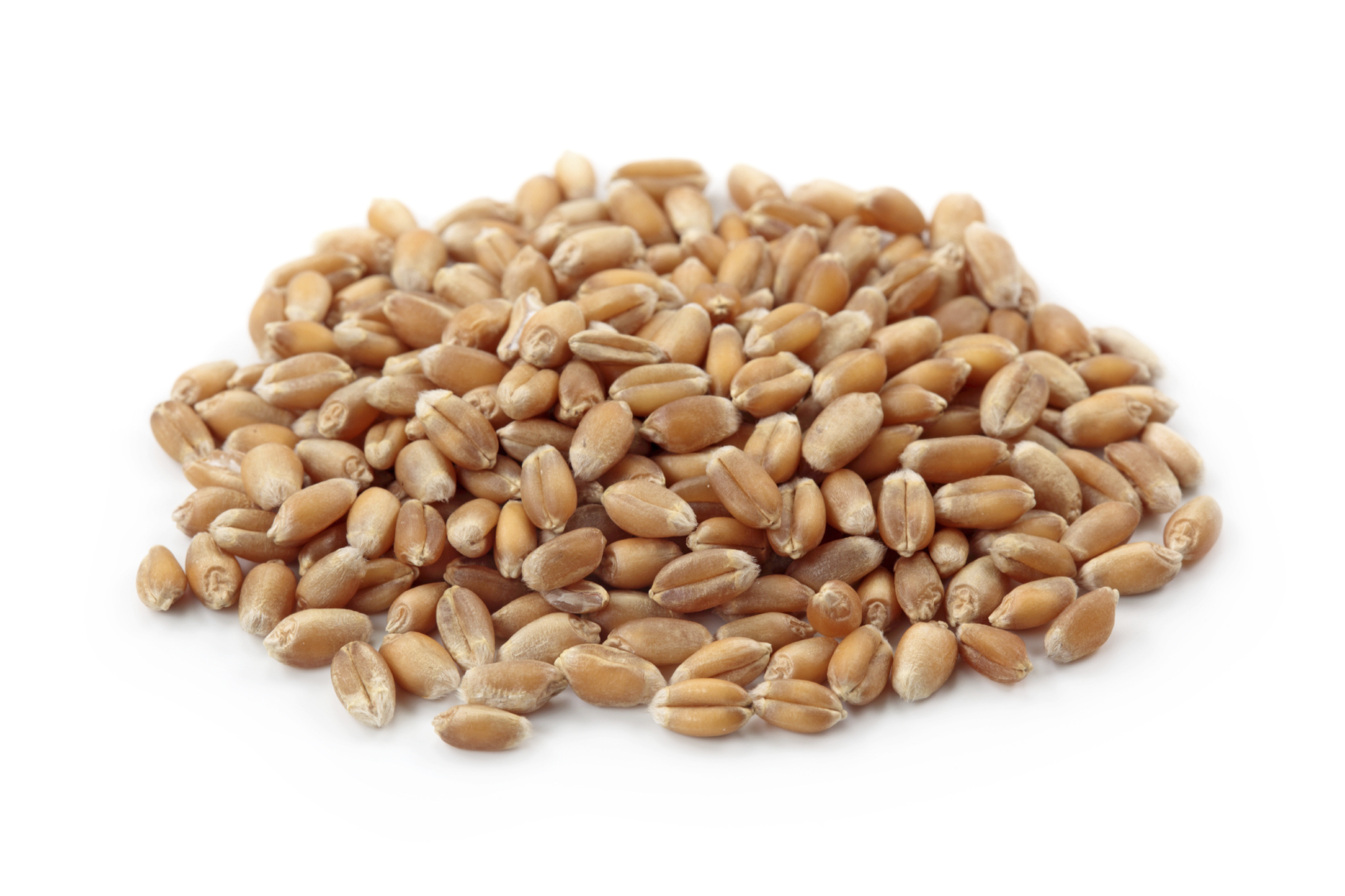 Wheat and grains worksheet | Grainchain