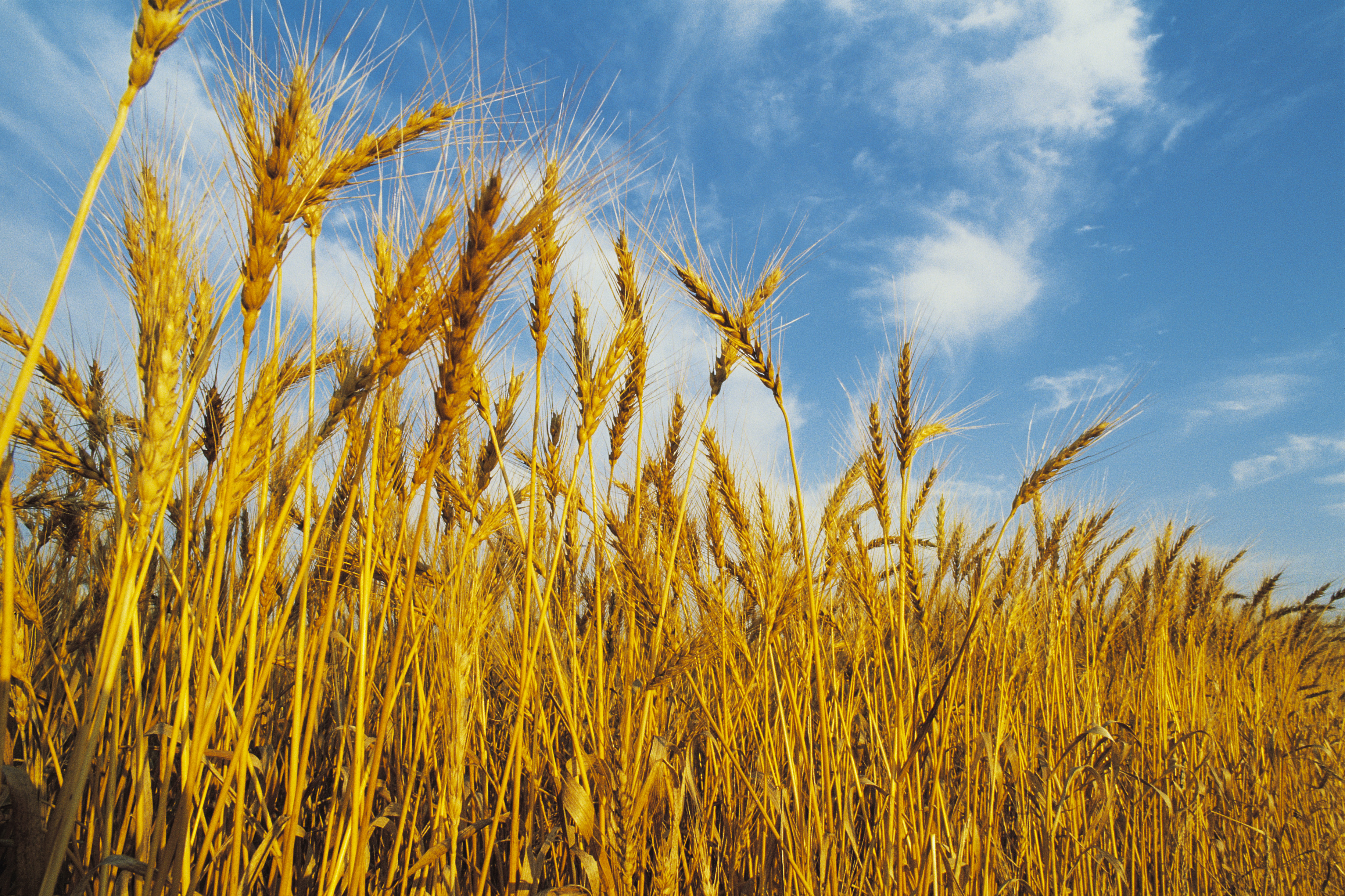 Sprouted Wheat for Diabetics | LIVESTRONG.COM
