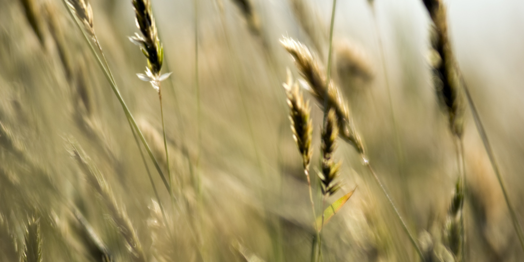 The Truth About Toxic Wheat | HuffPost