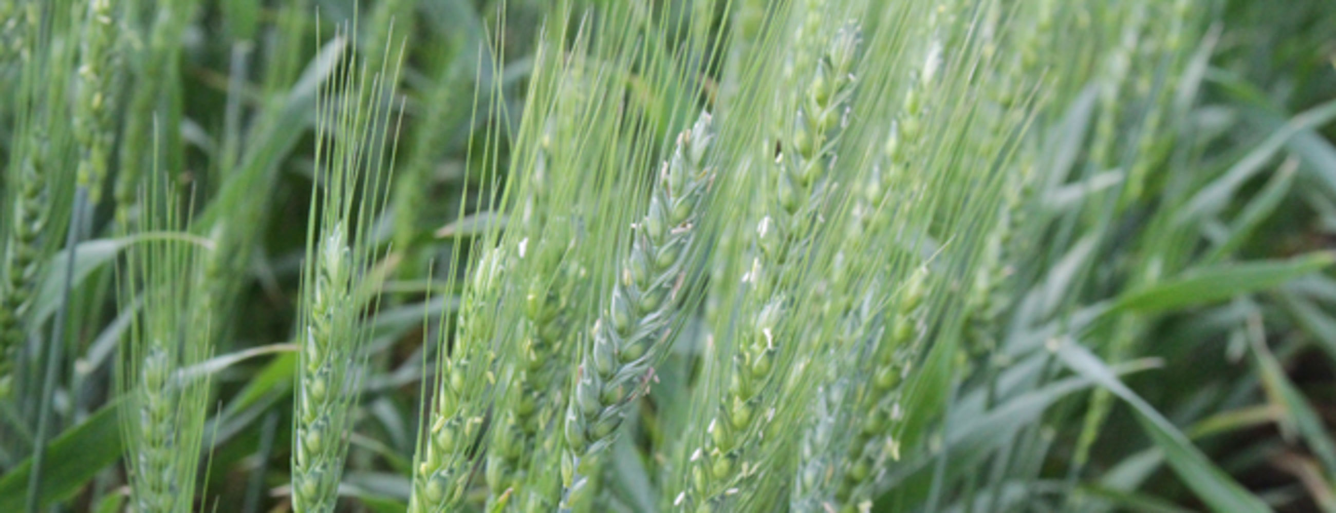 Winter Wheat Gore soft red » Green Cover Seed