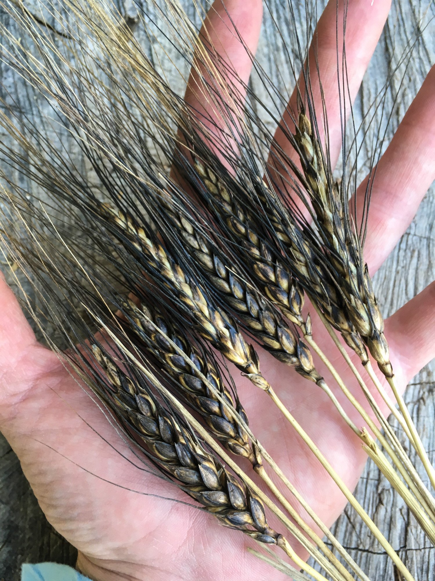 Black Eagle Wheat Seeds | The Plant Good Seed Company
