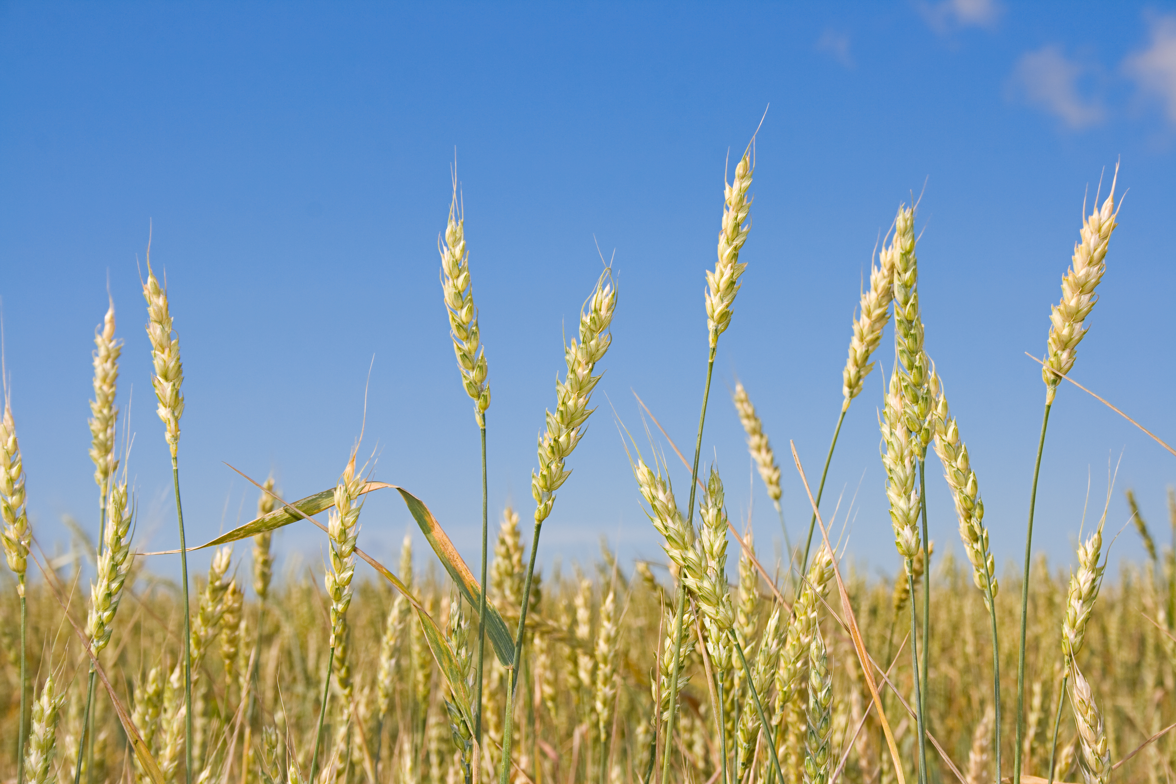 Пшеничные культуры. Плотноколосая пшеница. Колос Яровой пшеницы. Зерновые растения пшеница.