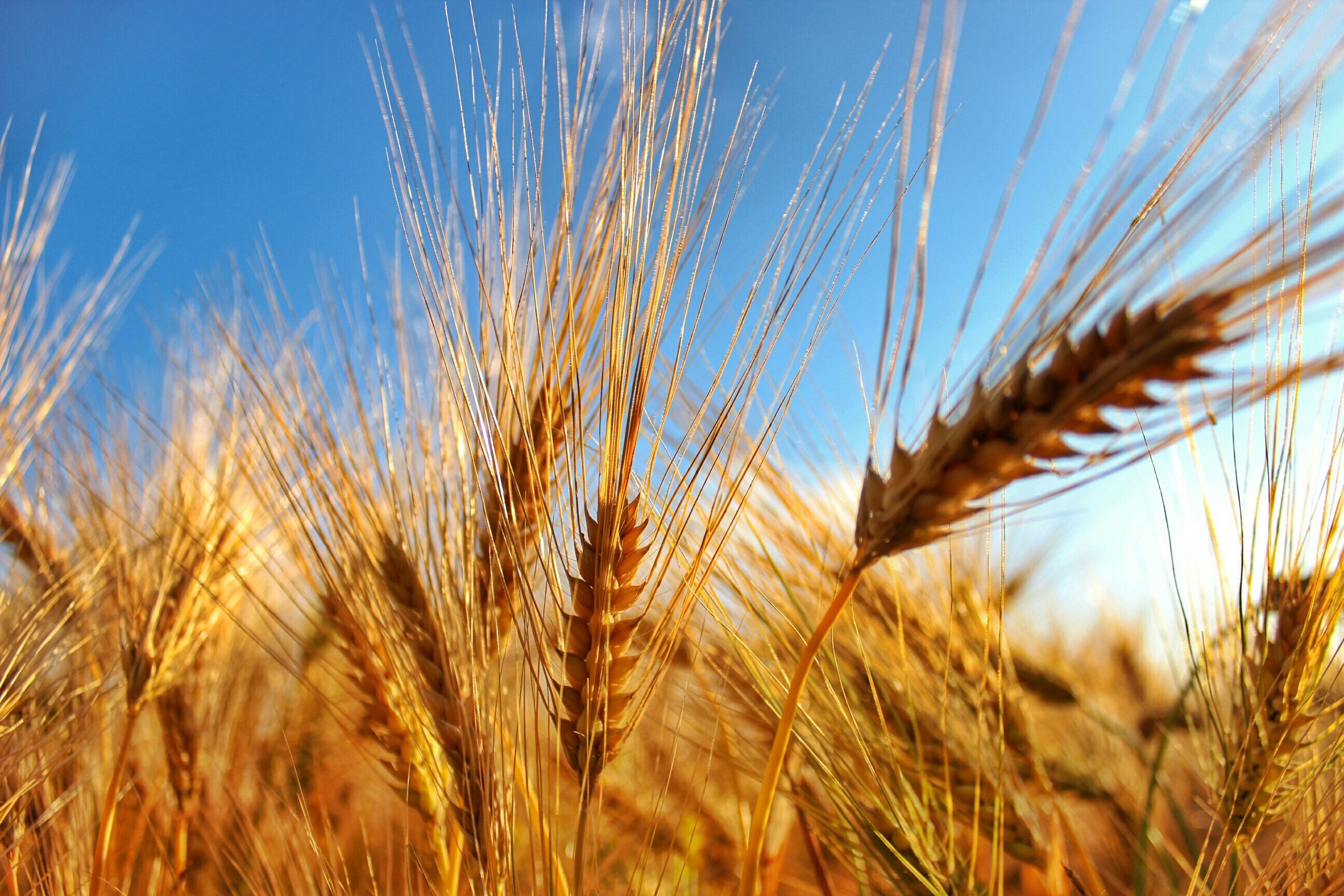Learn About Grain Opportunities for the Futures of Wheat