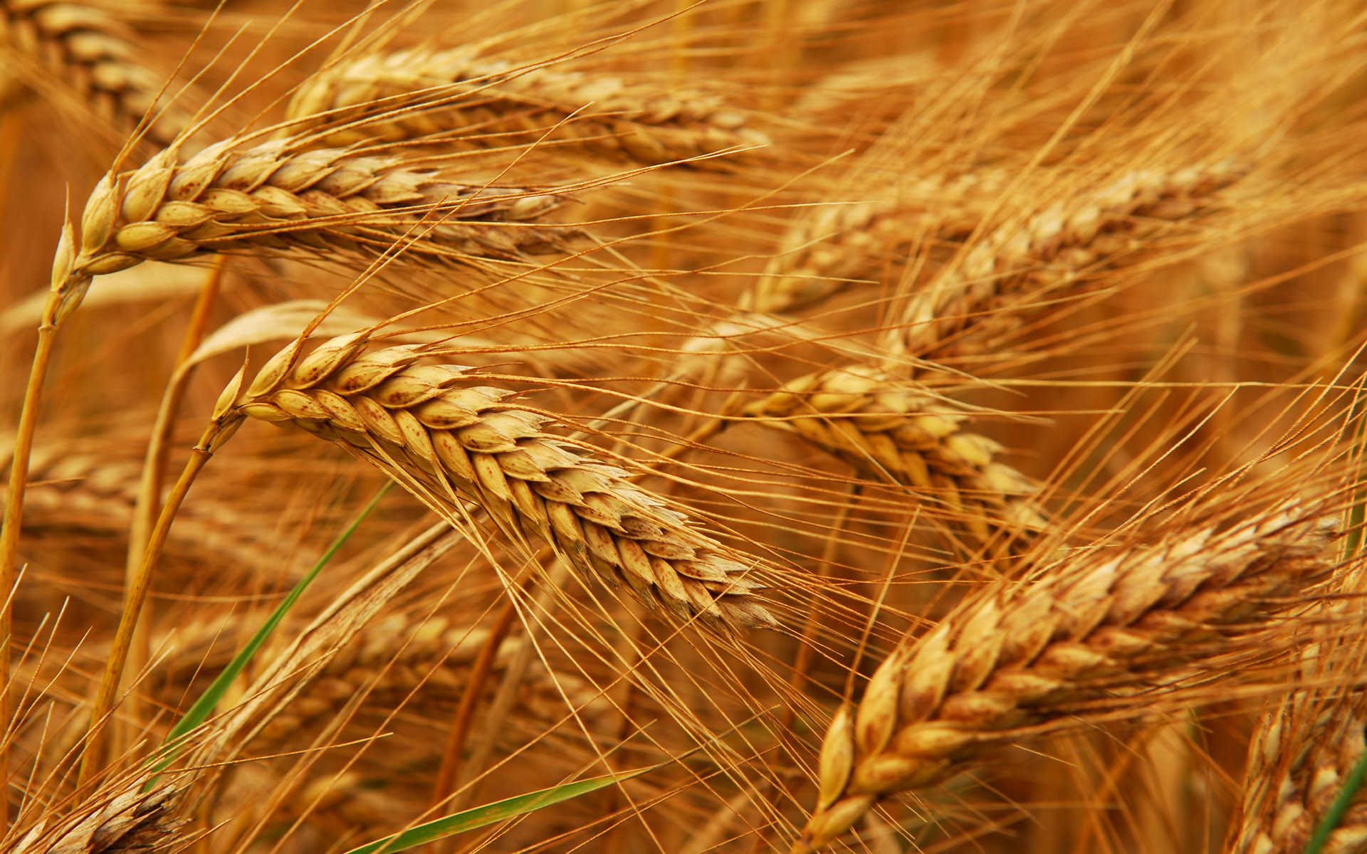 Investment Opportunities In Wheat In Nigeria - AGRO NEWS NIGERIA