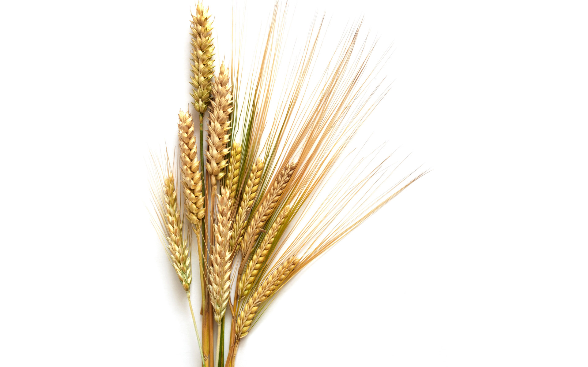 Wheat Makes You Crazy - Ancestral Nutrition