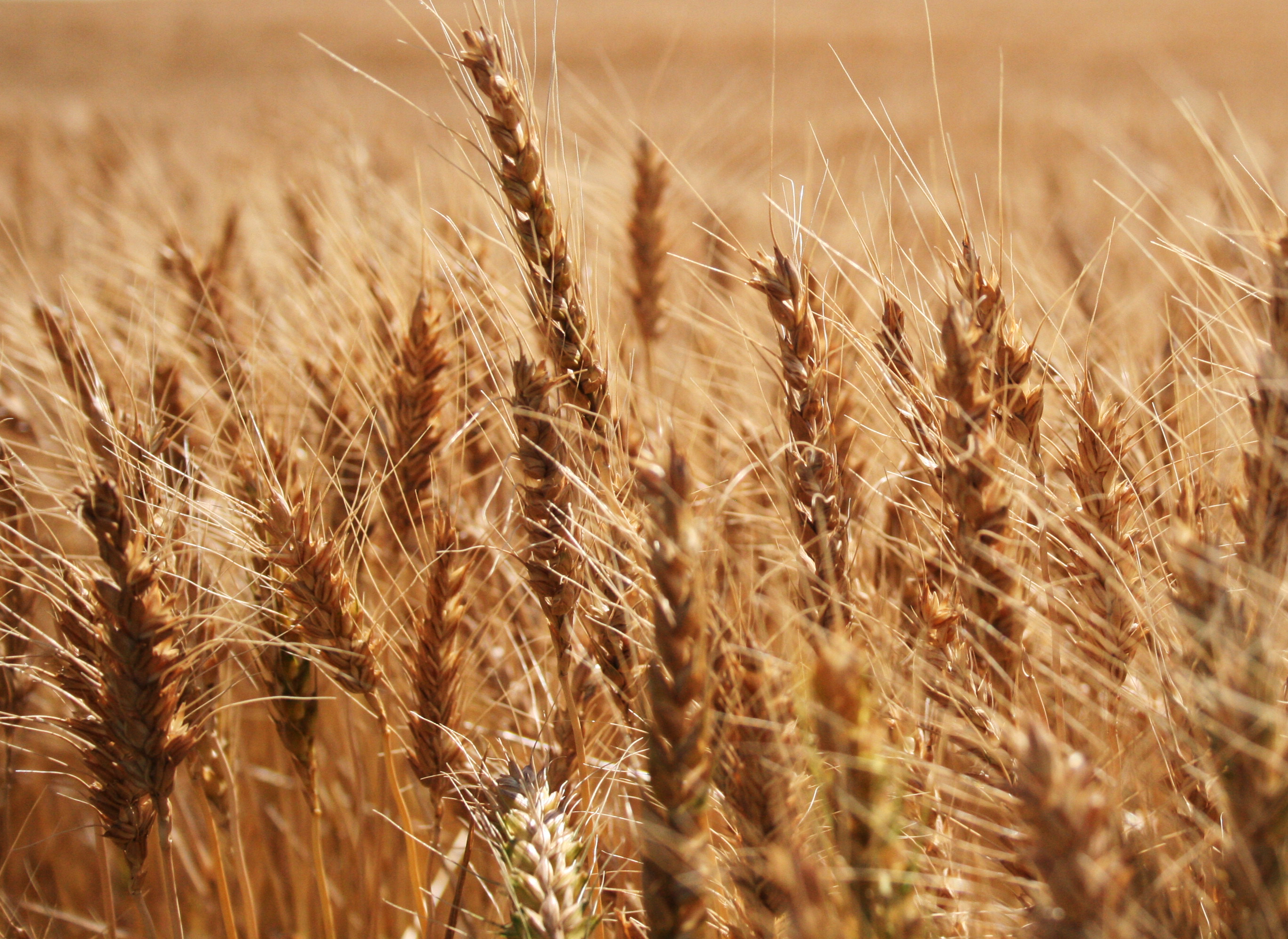 Wheat free stock photo. 
