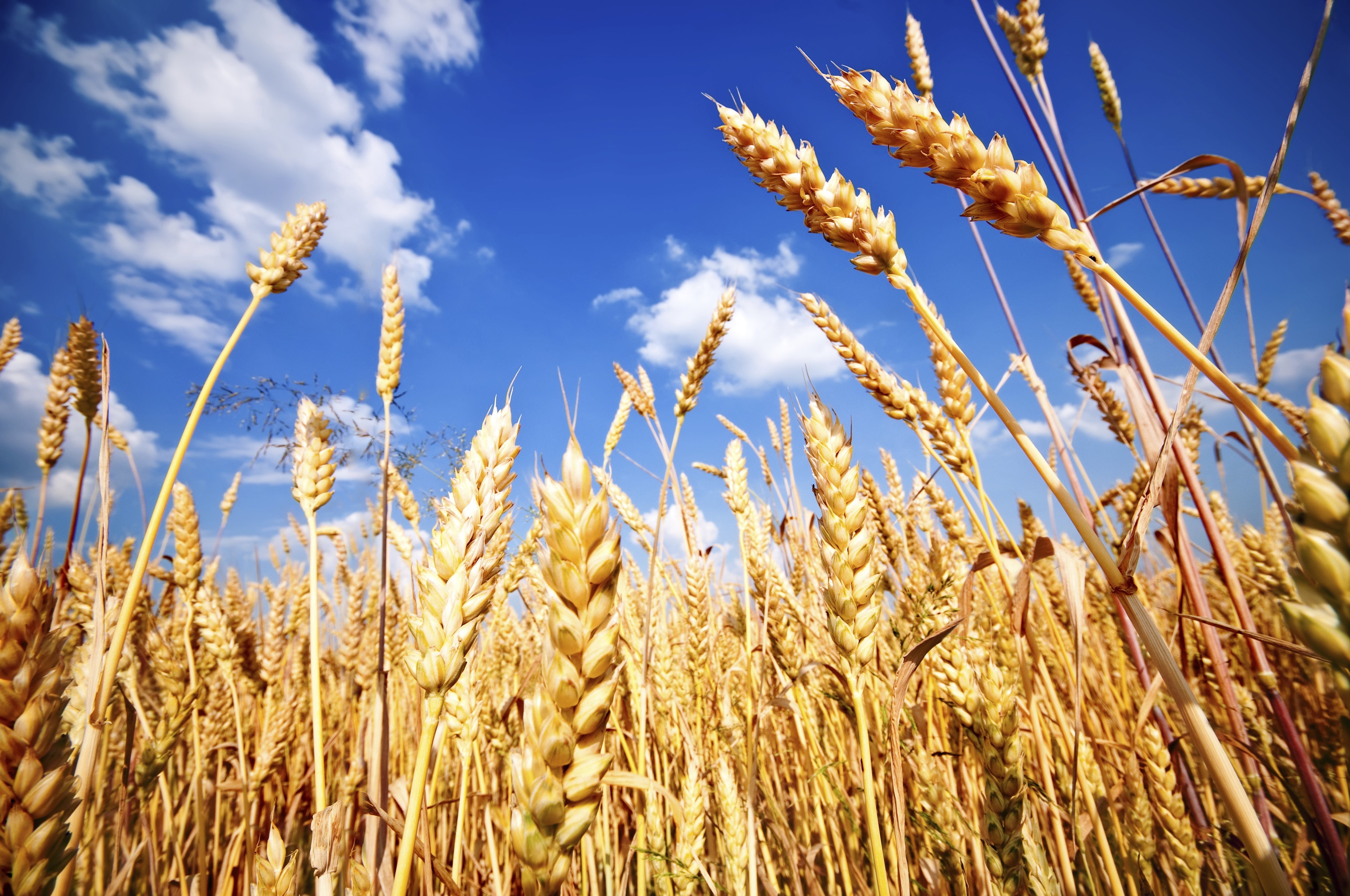 EU wheat crop showing mixed yields and quality | Bunkerist