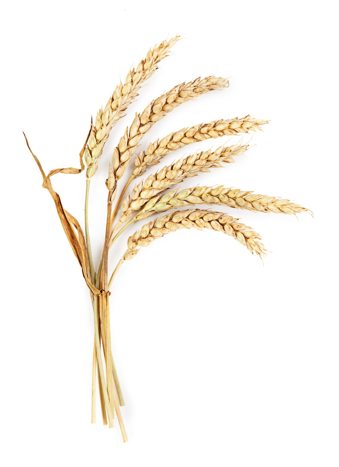 Wheat to flour information sheet | Grainchain
