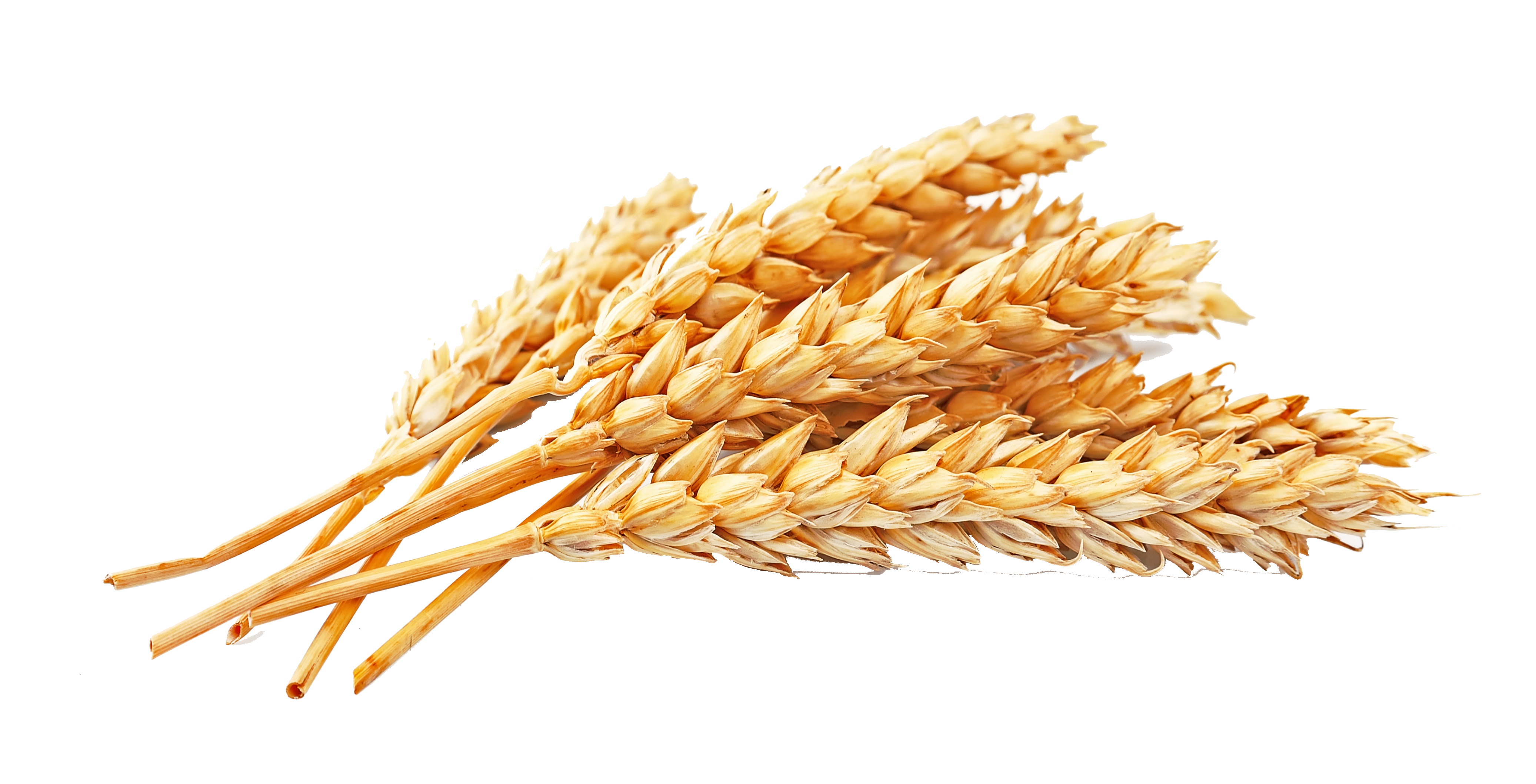Wheat - Shared by Elayne | Szzljy