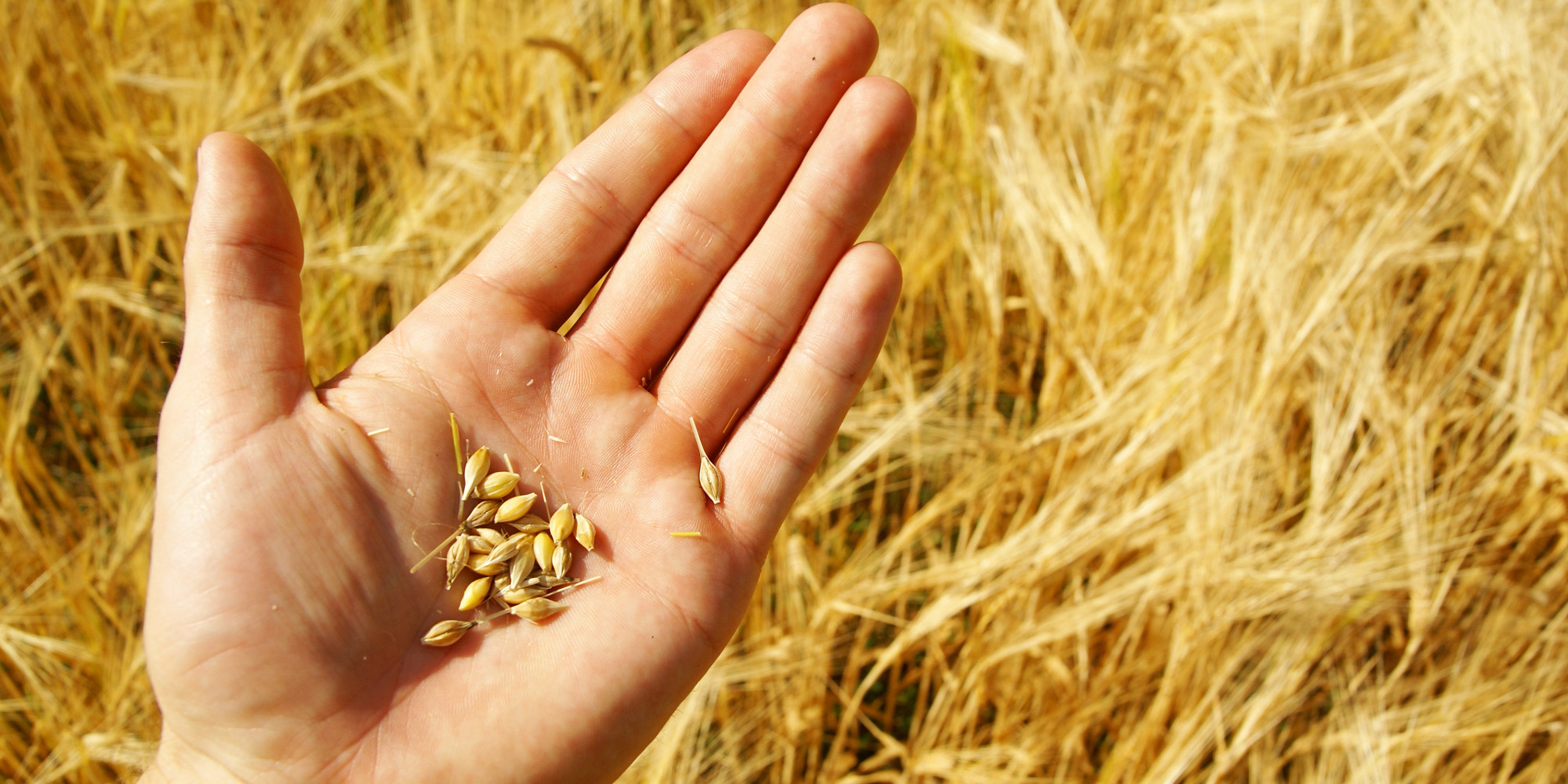A Chef's Perspective on Wheat: It's Time to Bring Sexy Back | HuffPost