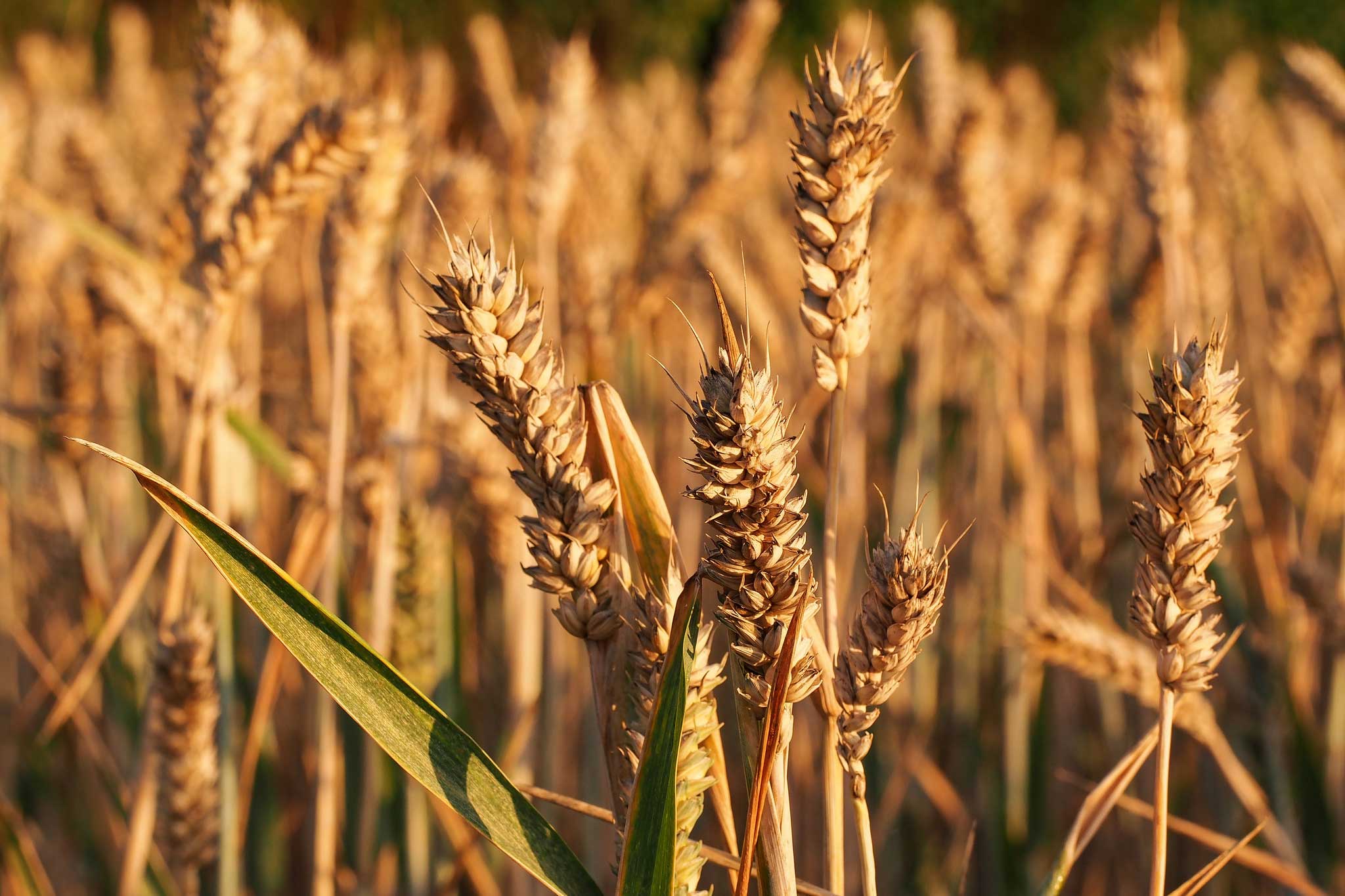Грибы на пшеничном поле