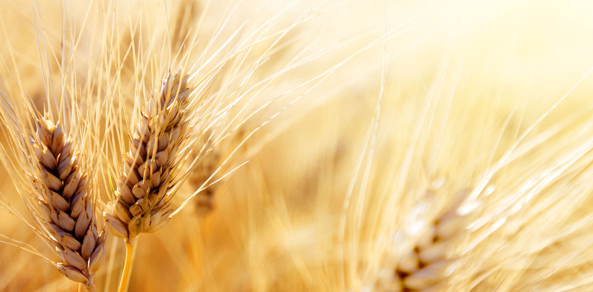 Iranian Gov't Begins Guaranteed Purchase of Wheat | Financial Tribune