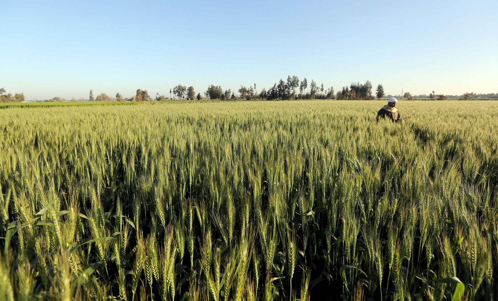 Egypt's dirty wheat problem