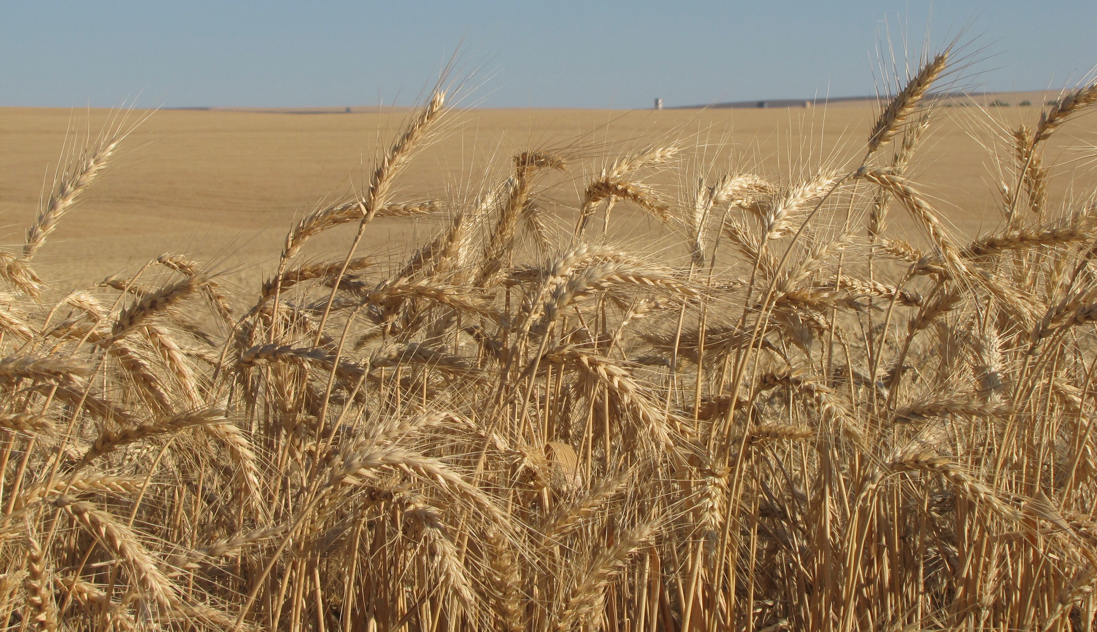 Variants for wheat. 