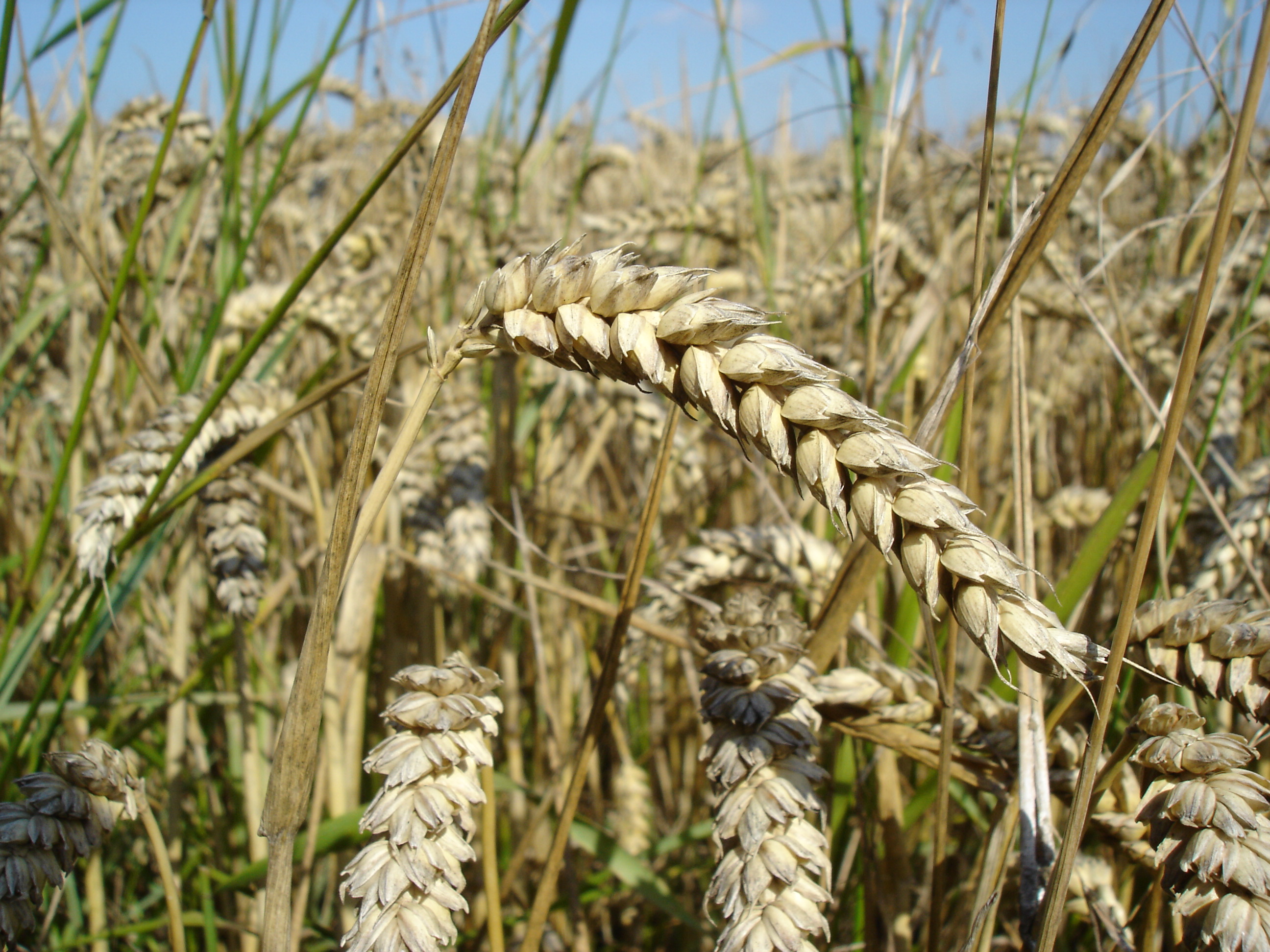 File:Wheat close-up.JPG - Wikimedia Commons