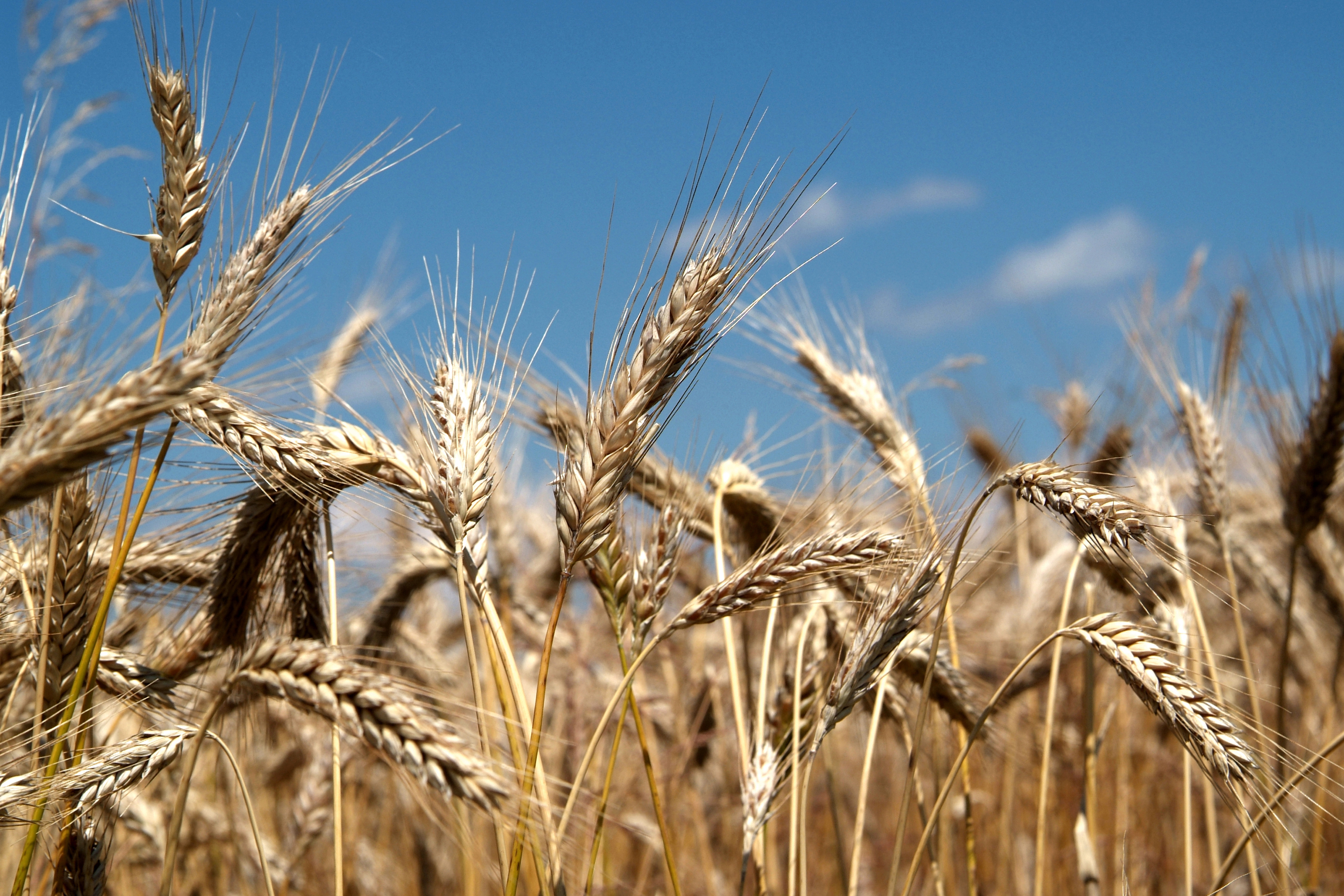 Farmers Researching How to Grow Gluten-Free Wheat | Time