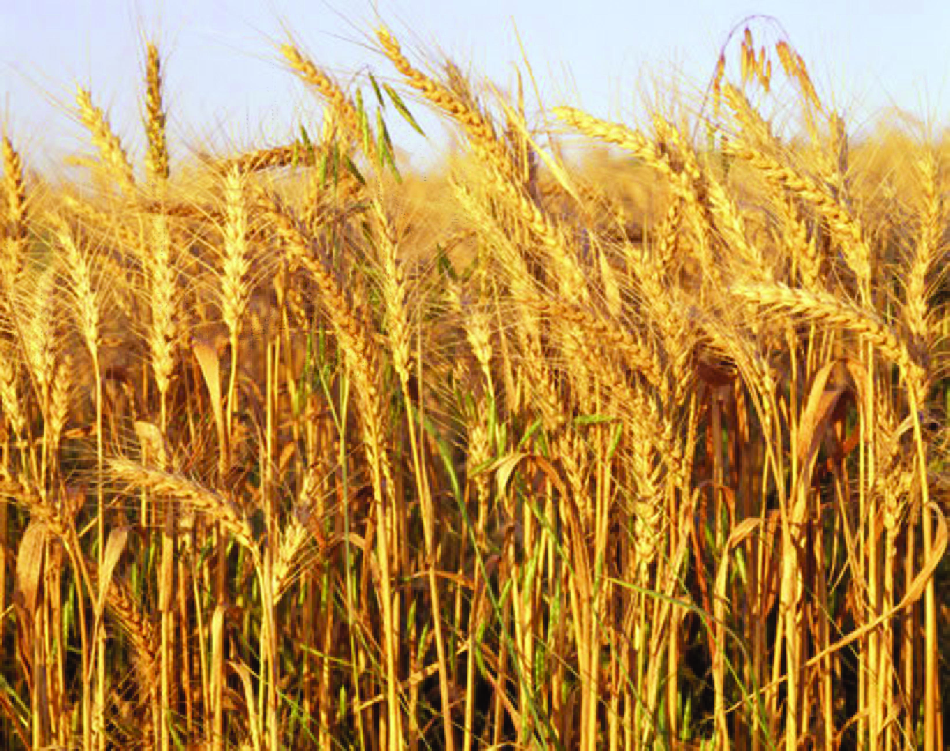 Wheat farming: Food for thought - The Zimbabwe Independent