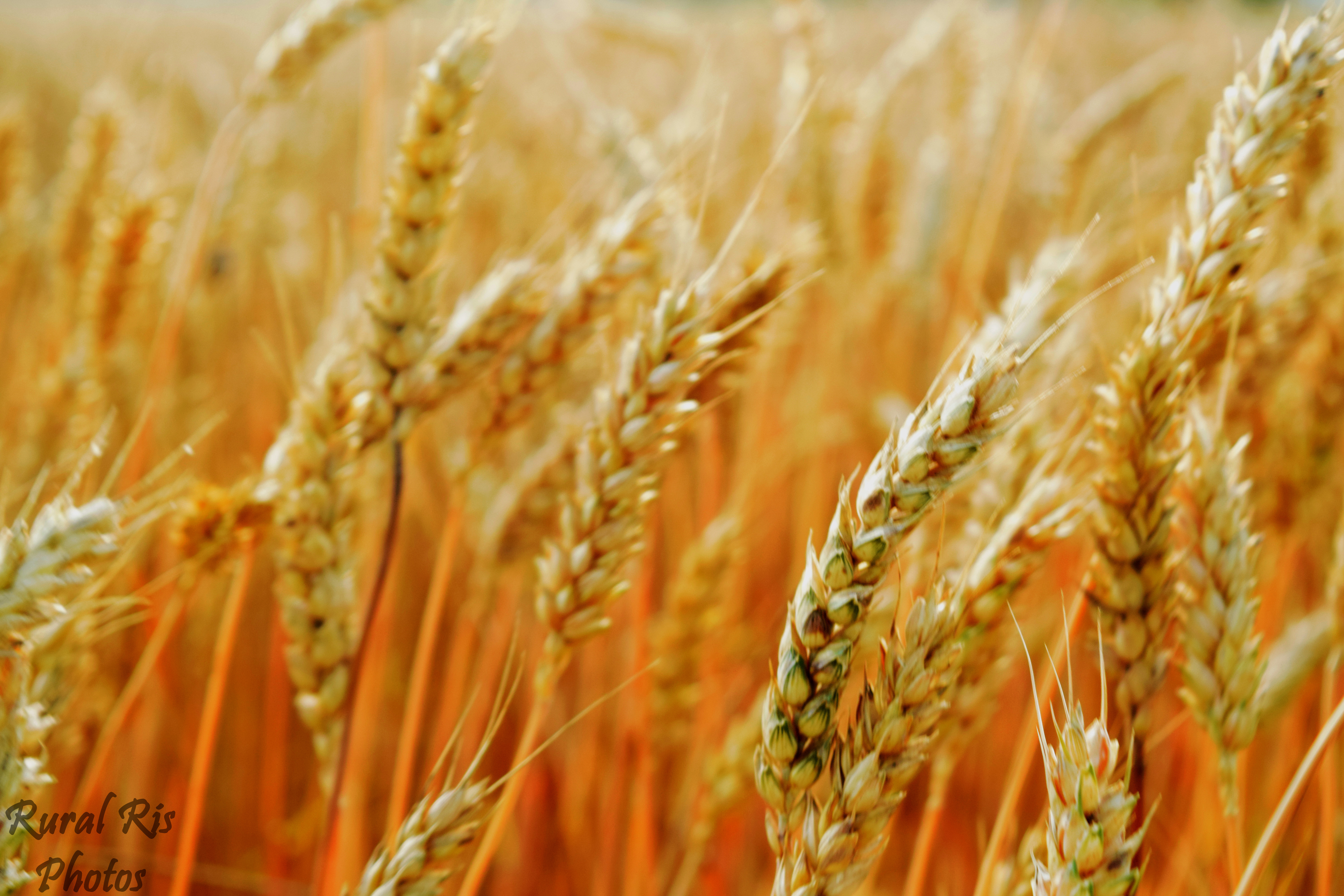 wheat – Rural Ris