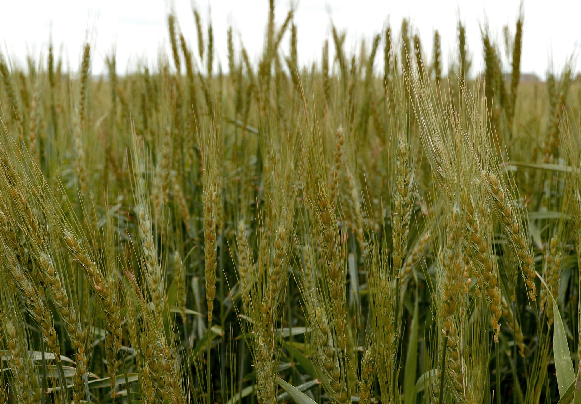 Wheat photos found on the web. 