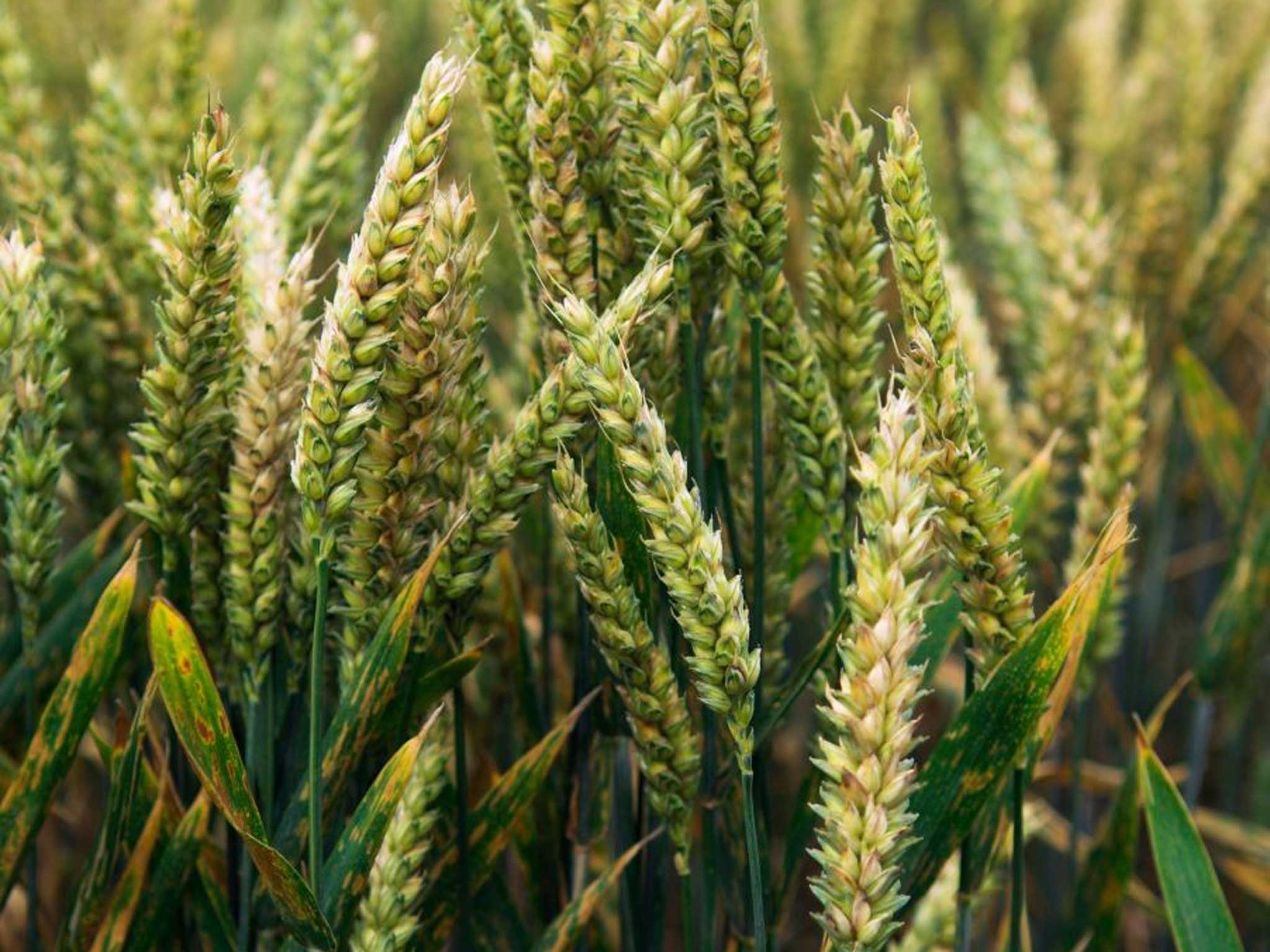 Wheat rust: The fungal disease that threatens to destroy the world ...