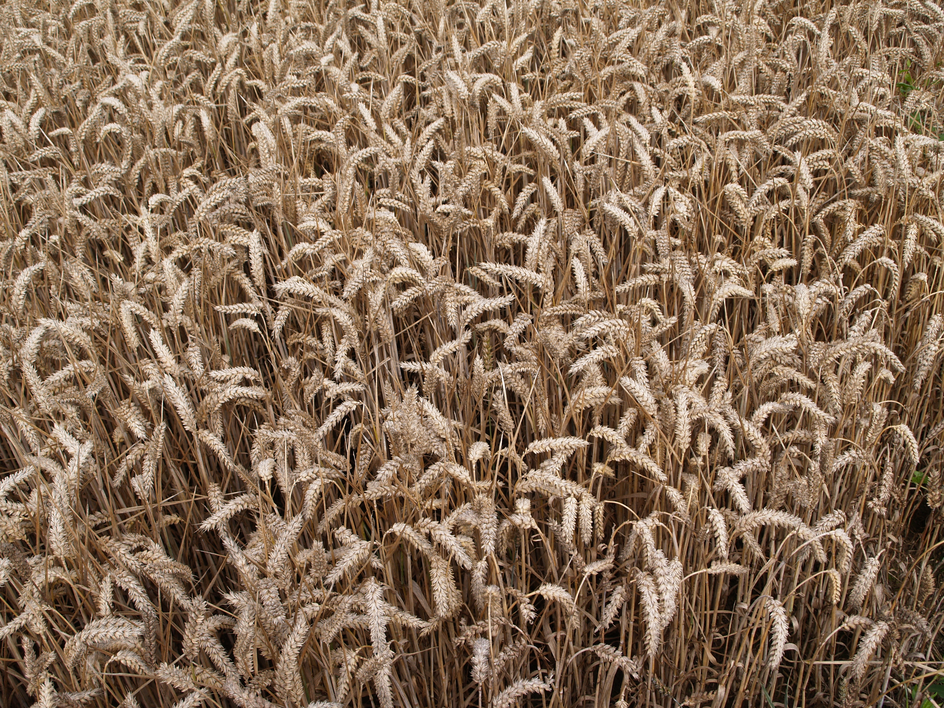 Genetically Modified Wheat Pick of the Crop. 