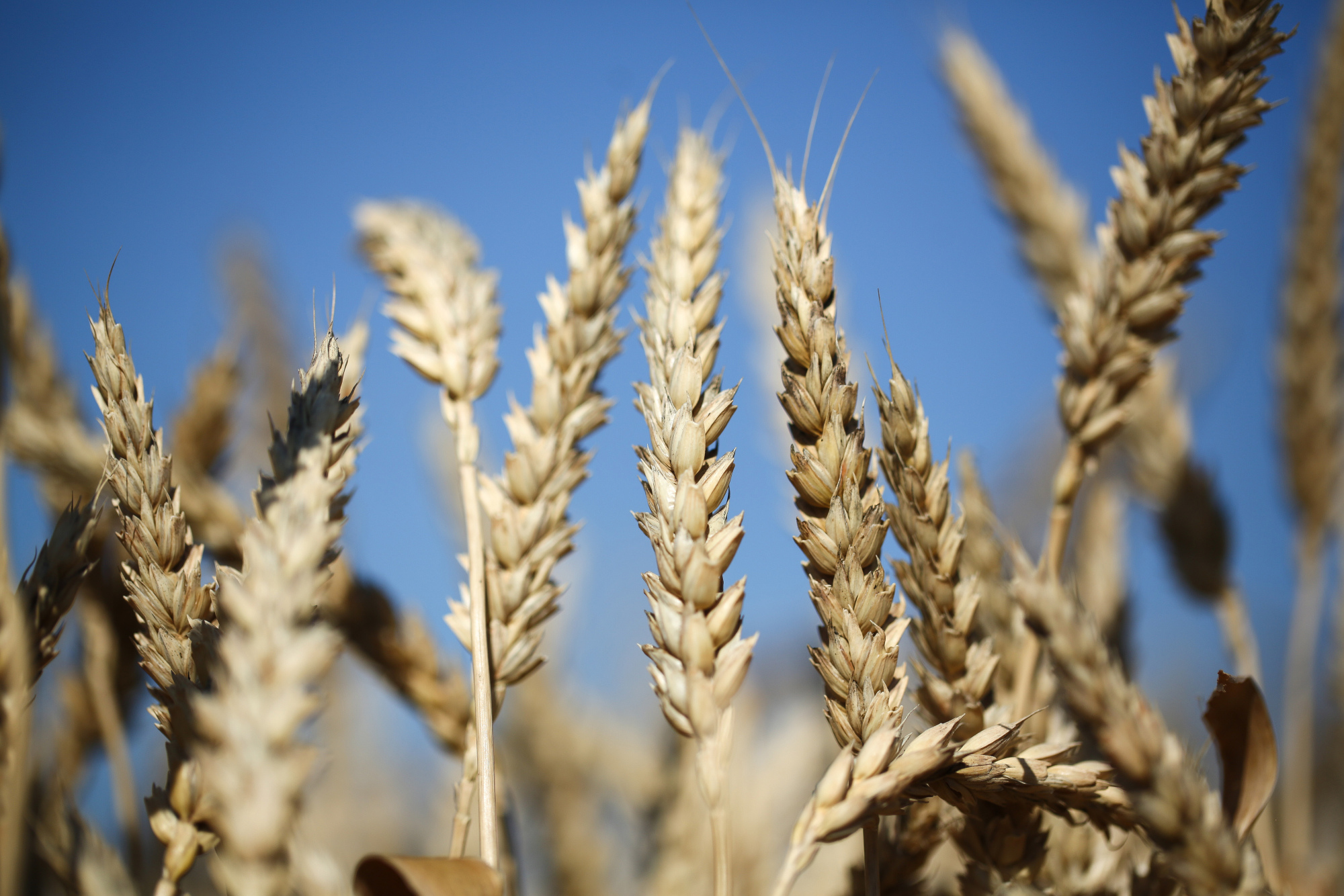 How Bad Was Winter for Wheat? In Kansas, We're About to See - Bloomberg