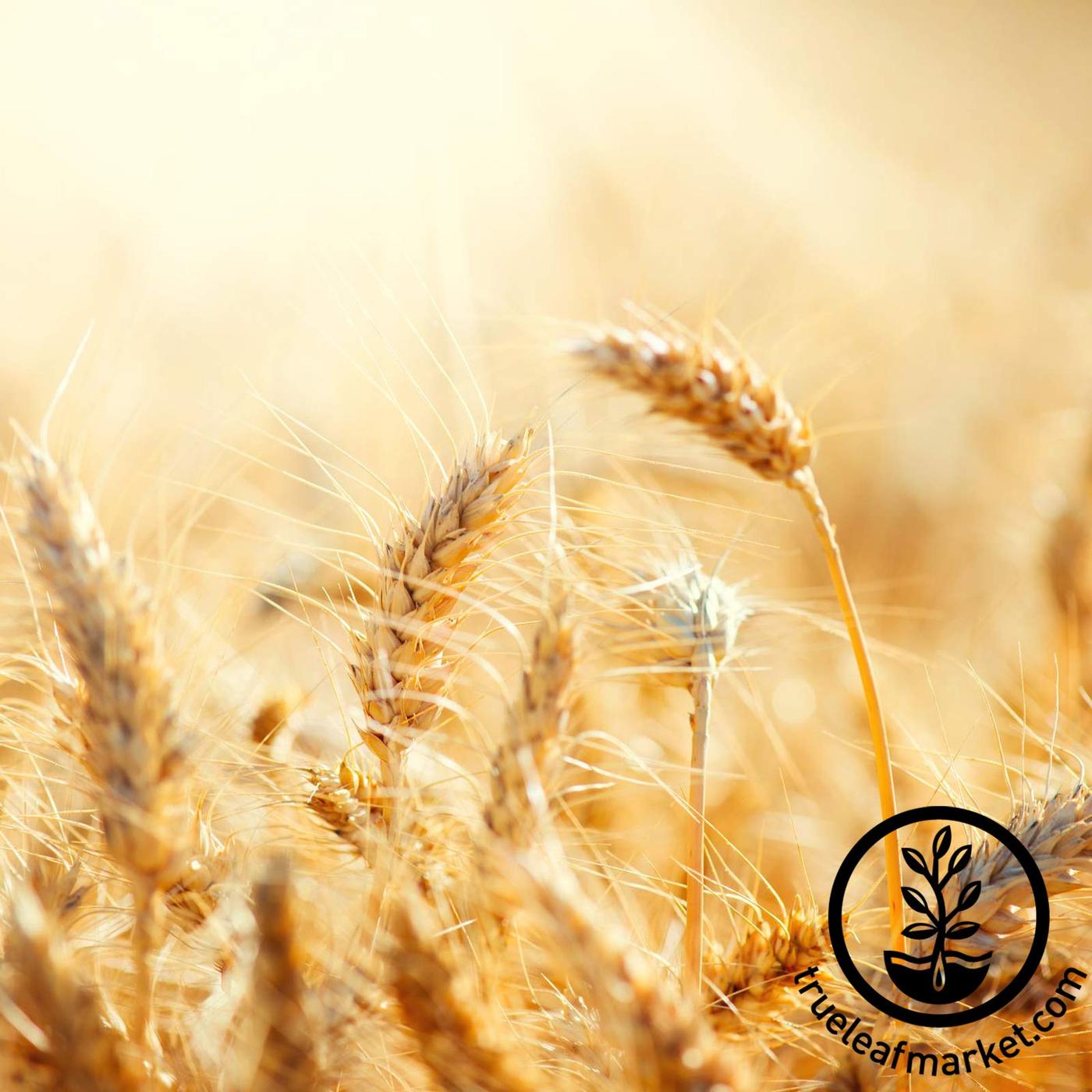Certified Organic Hard Red Wheat | Winter