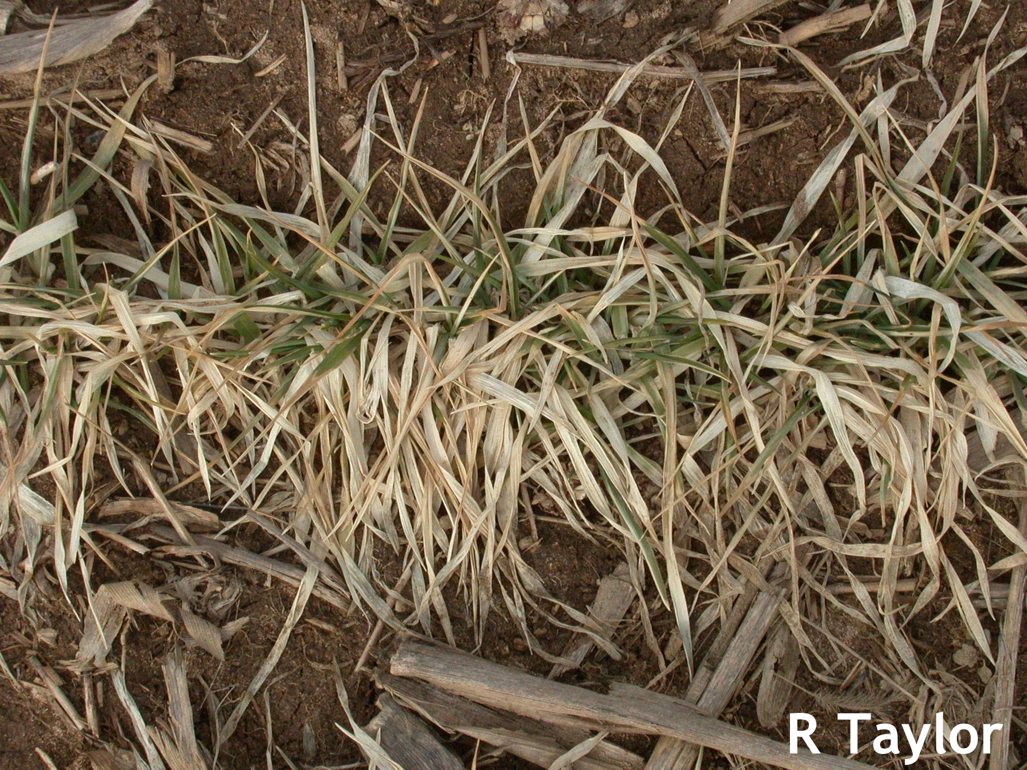 Wheat: To Split or Not to Split—That Is the Question – Weekly Crop ...