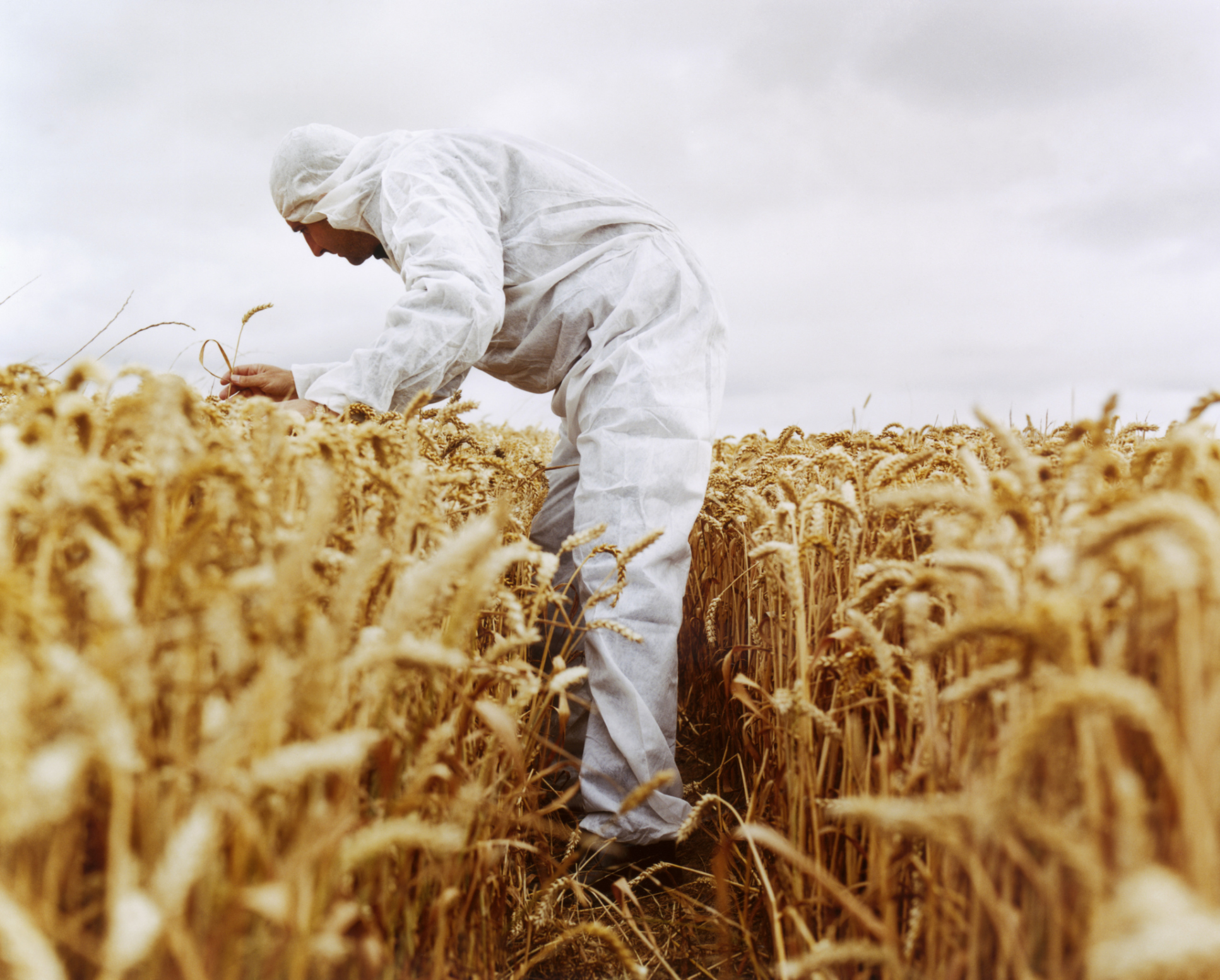 Is all of today's wheat technically artificial? | HowStuffWorks
